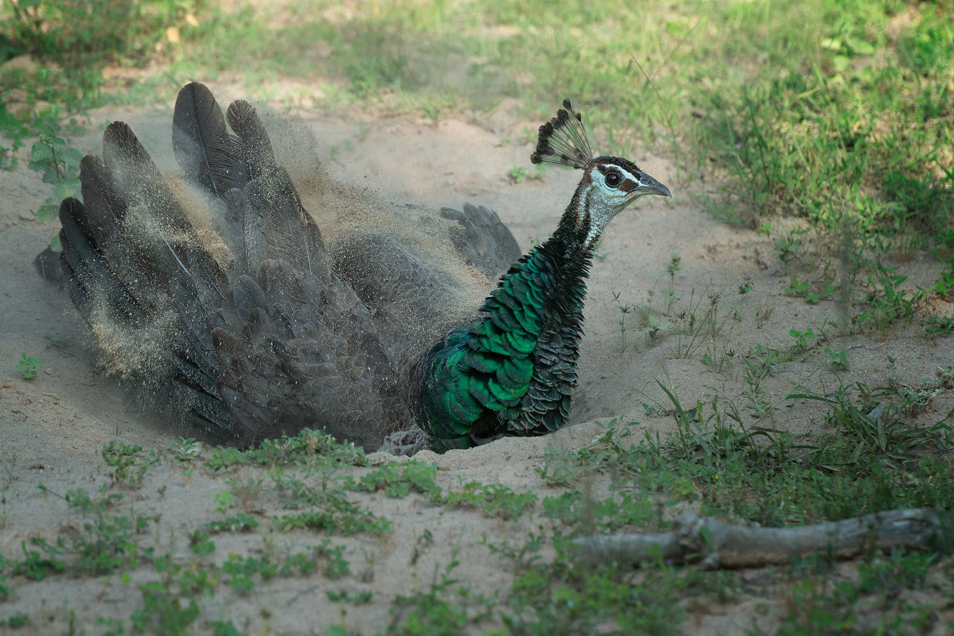 bird, female, Indian peafowl, Yala, Sri Lanka