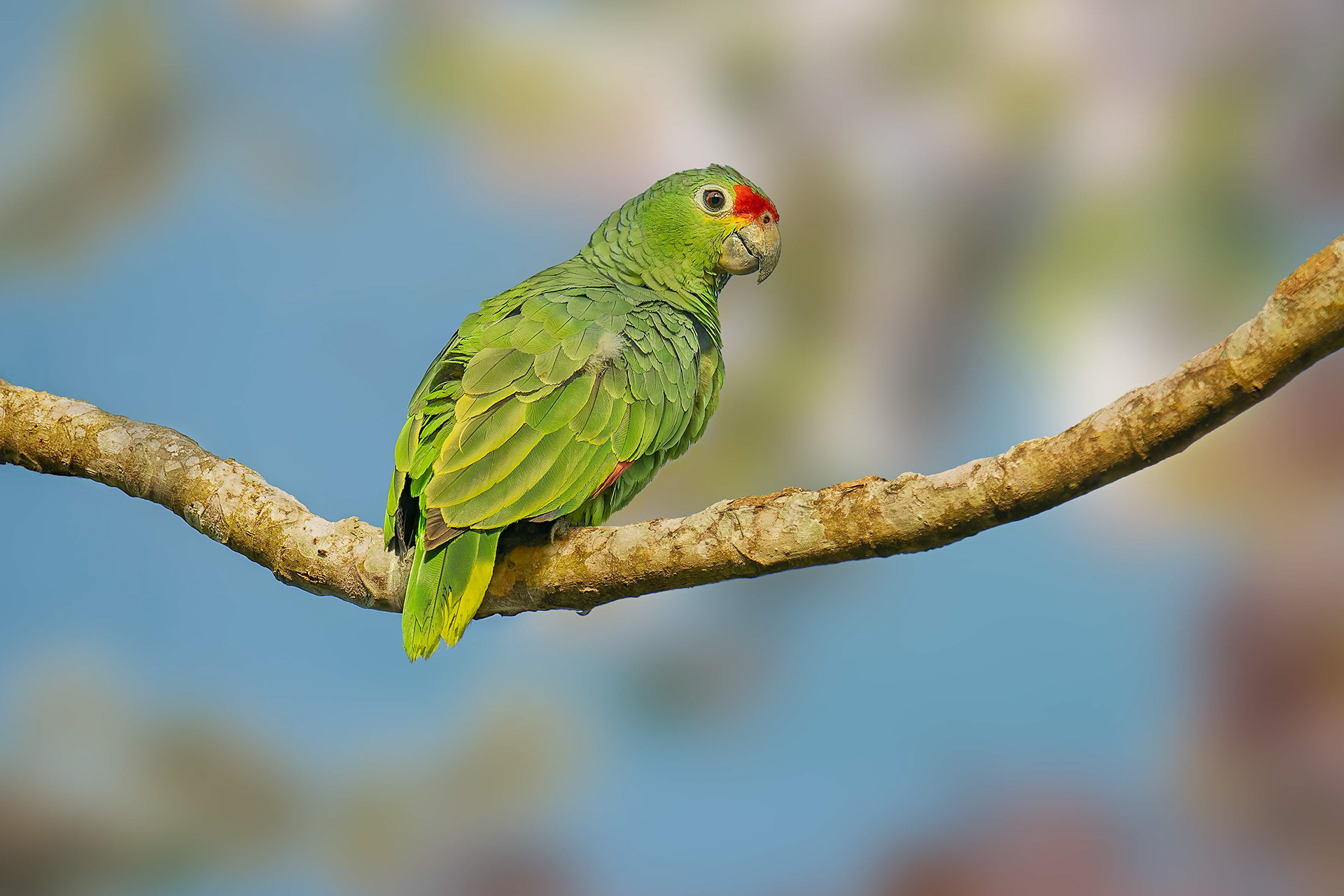 Red-lored Parrot (Sarapiqui, Costa Rica)