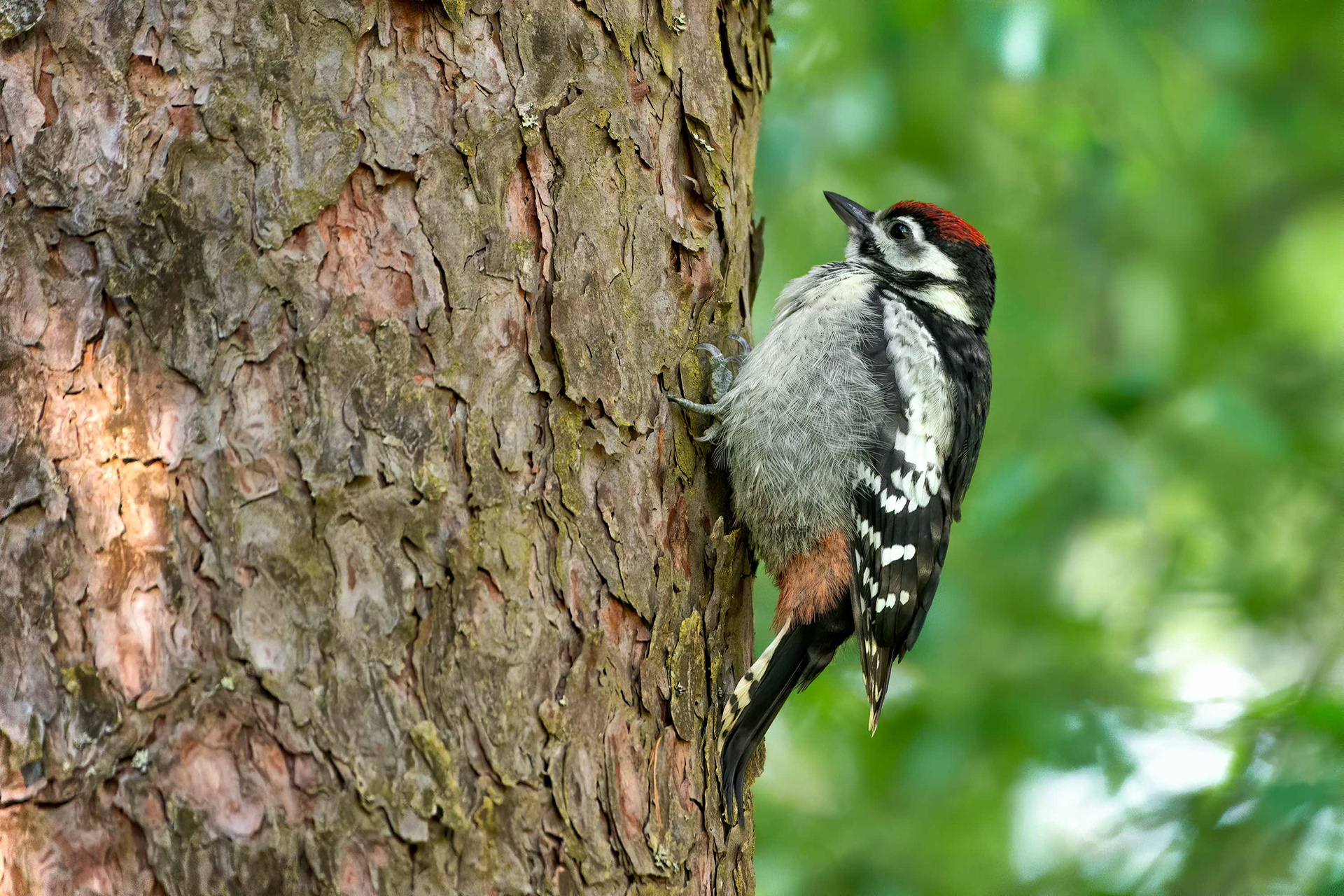 bird, great spotted woodpecker, juvenile, Masku, Finland