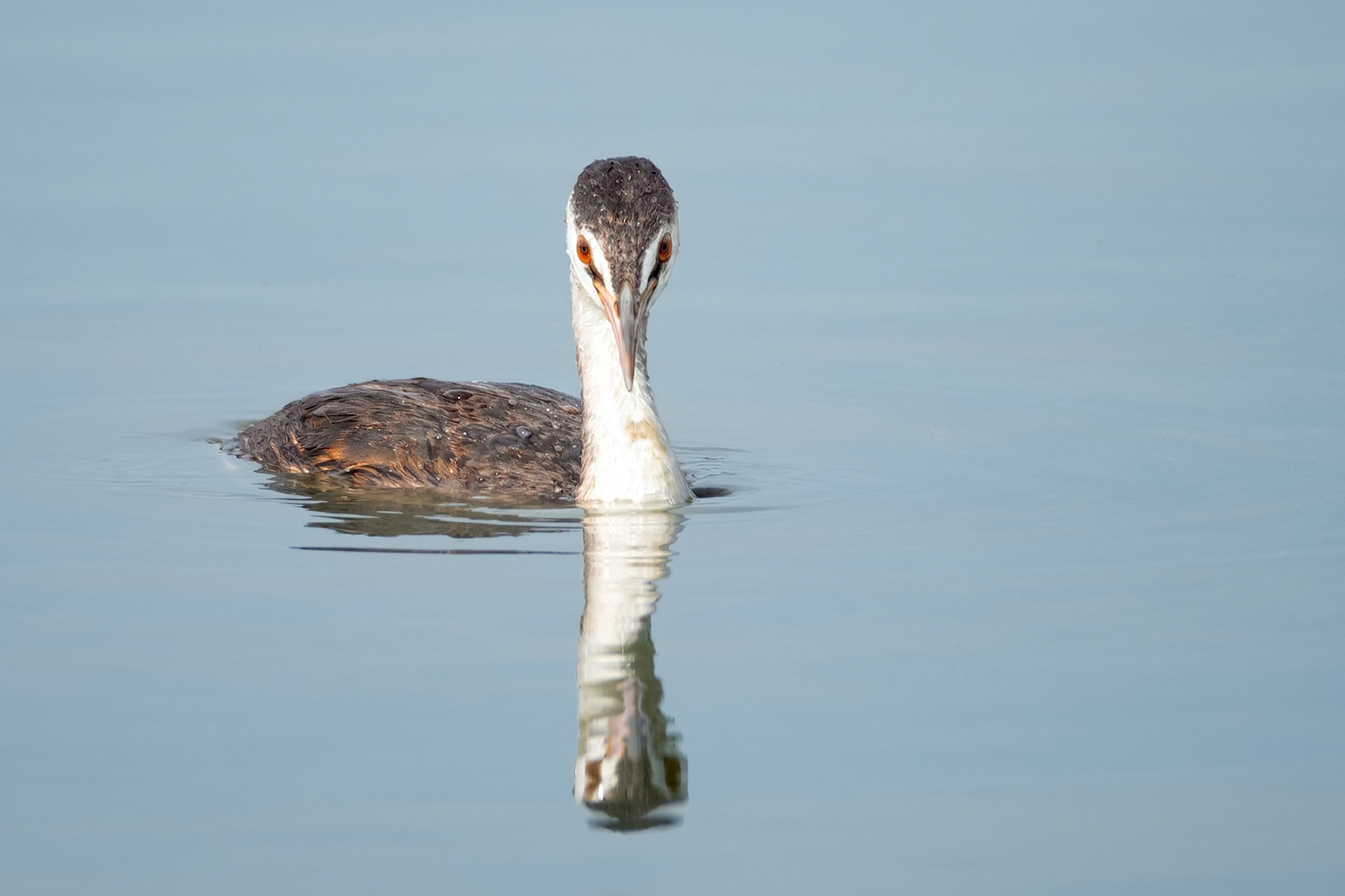 Great Crested Grebe (Harchies, Belgium)