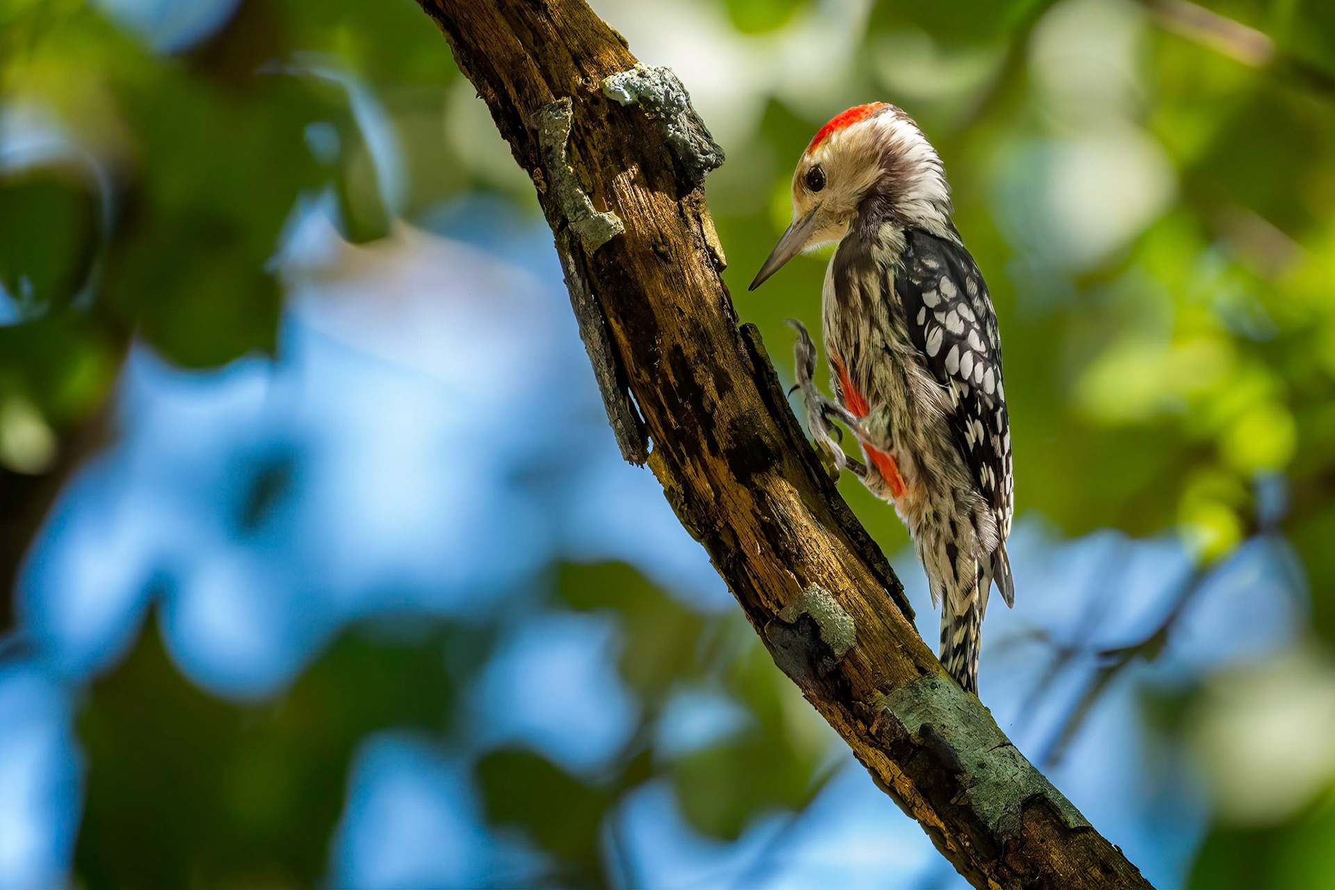 Yellow-crowned Woodpecker (Buduruwagala, Sri Lanka)