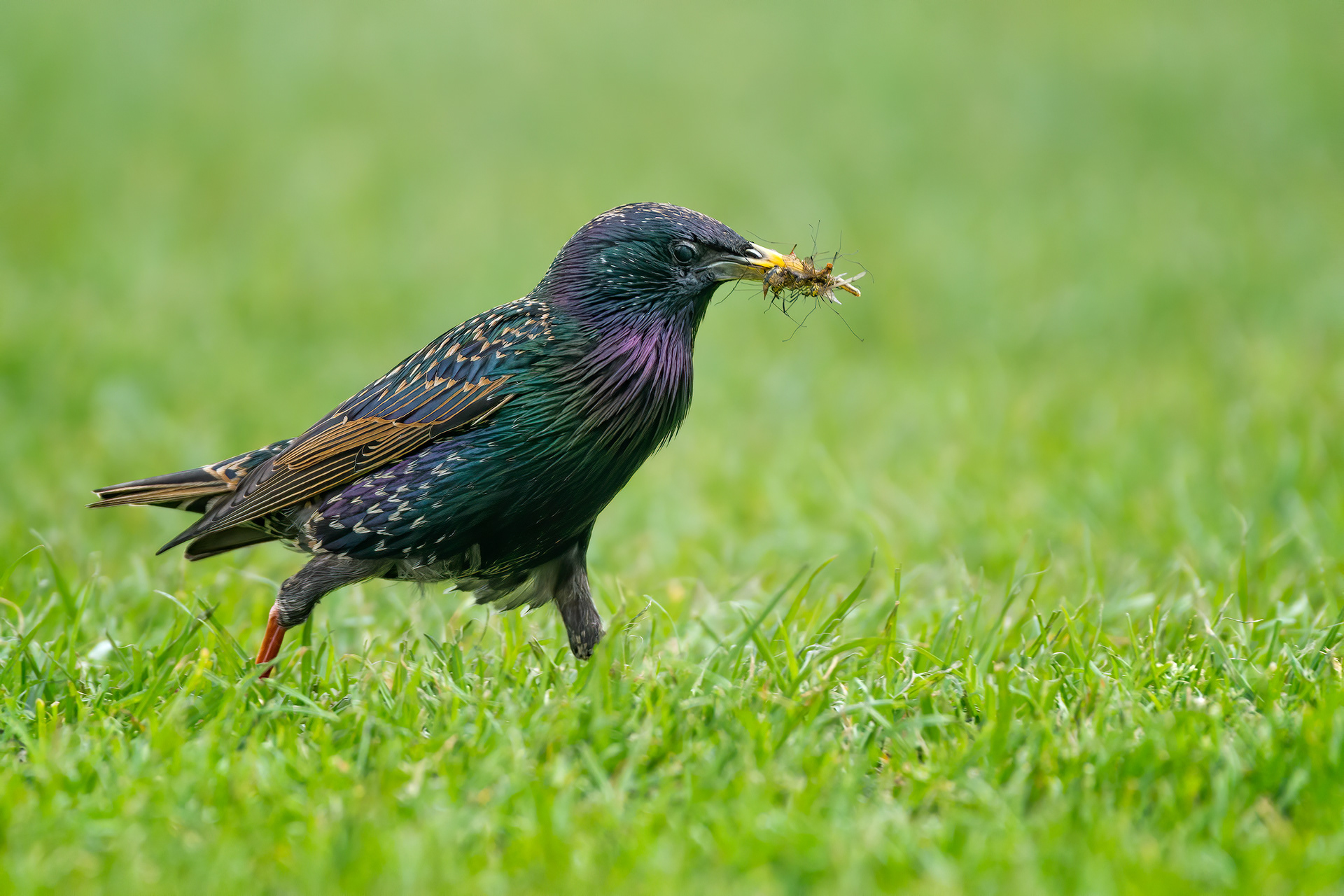 bird, common starling, Brussels, Belgium