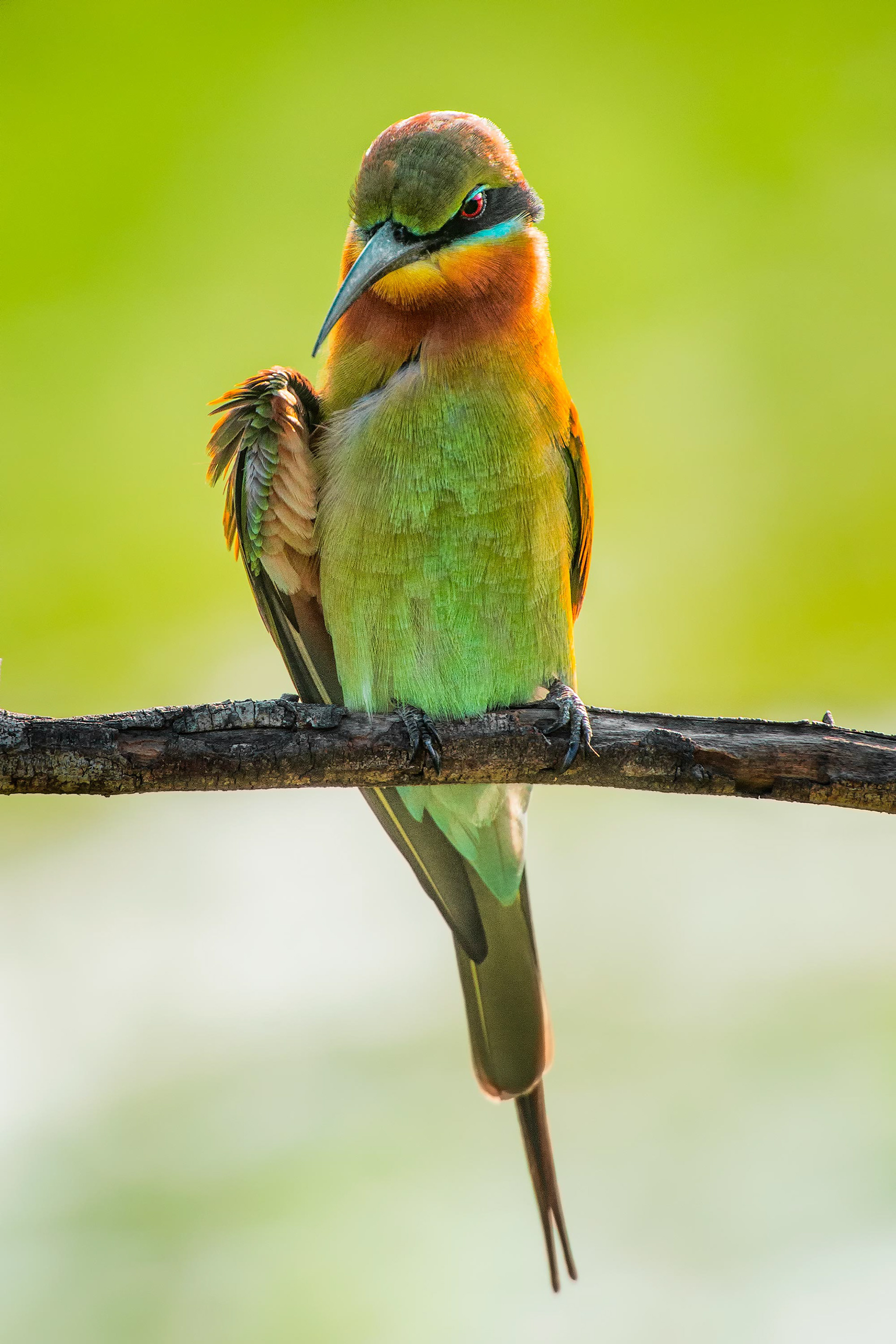 bird, blue-tailed bee-eater, Yala, Sri Lanka
