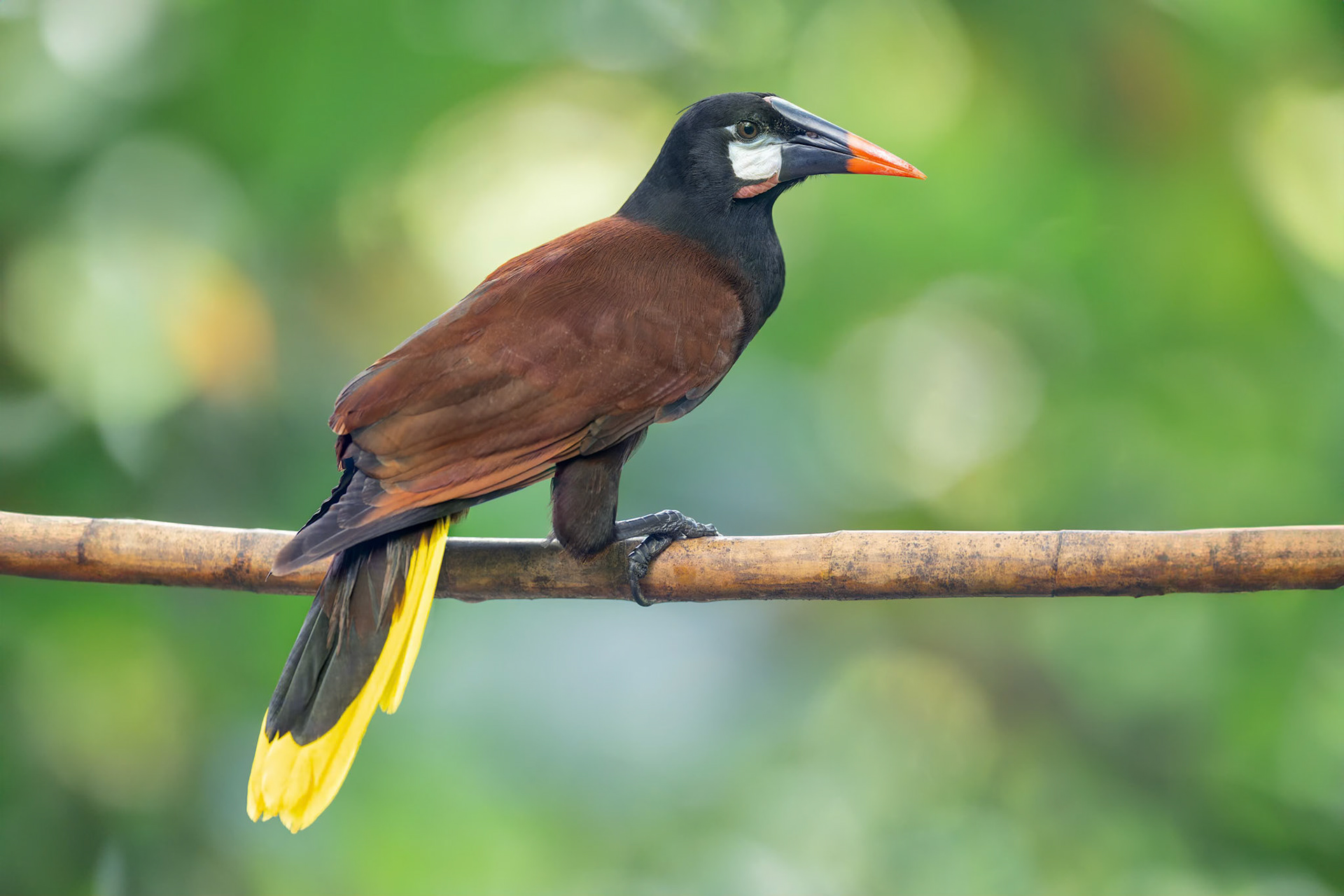Montezuma Oropendola (Arenal, Cosa Rica)