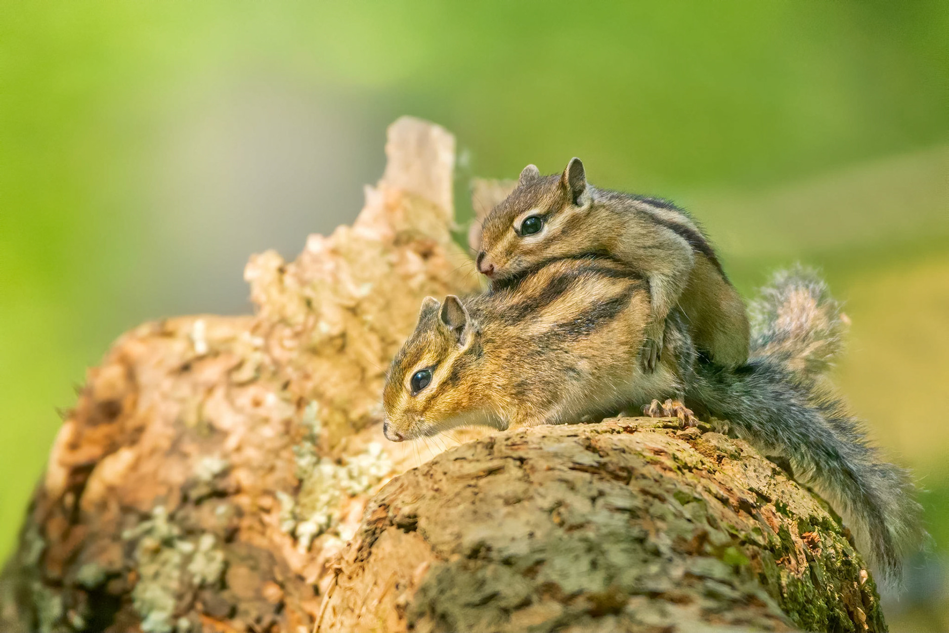 Siberian Chipmunk (Brussels, Belgium)