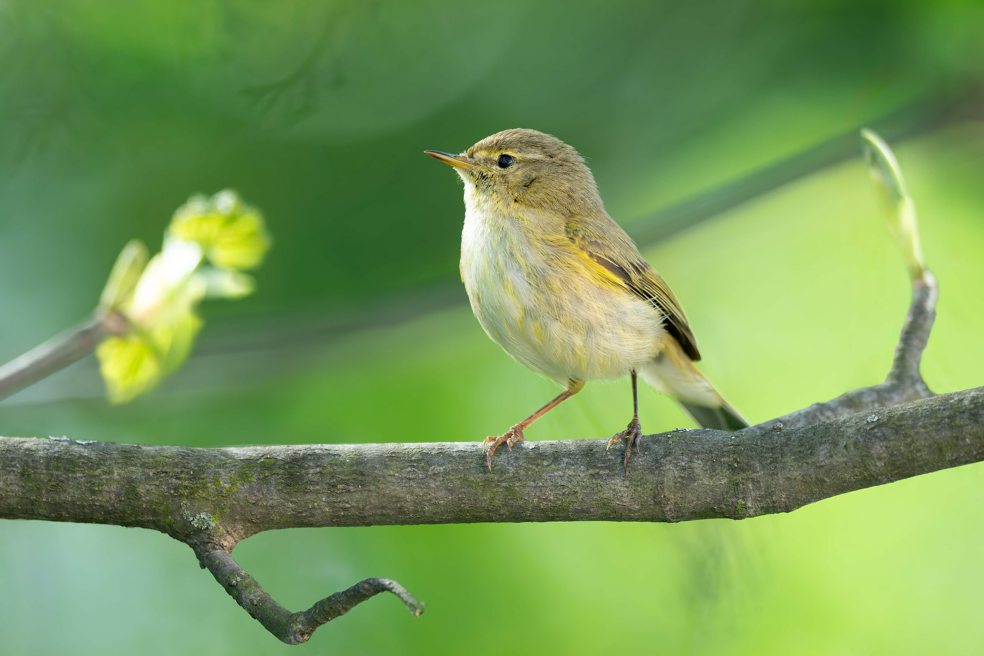 Common Chiffchaff (Olomouc, Czech Republic)