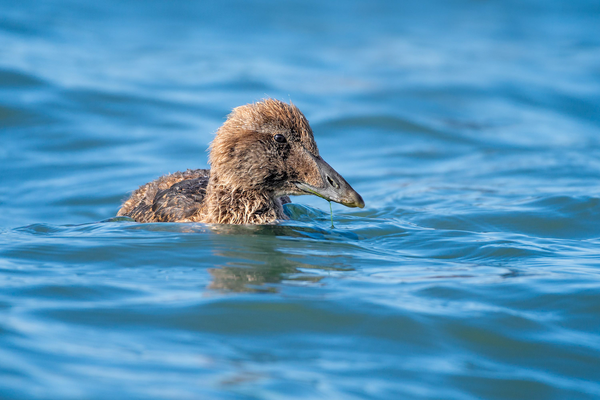 bird, common eider, juvenile, Ruissalo, Finland