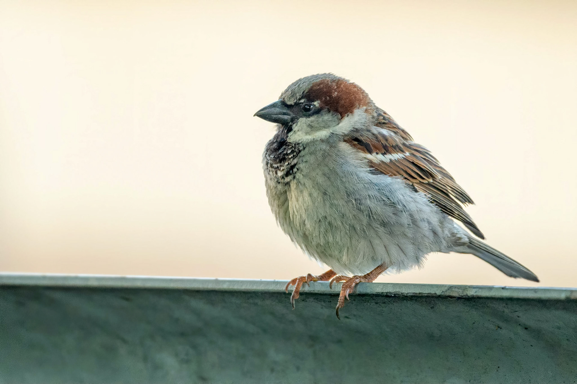 House Sparrow (Turku, Finland)