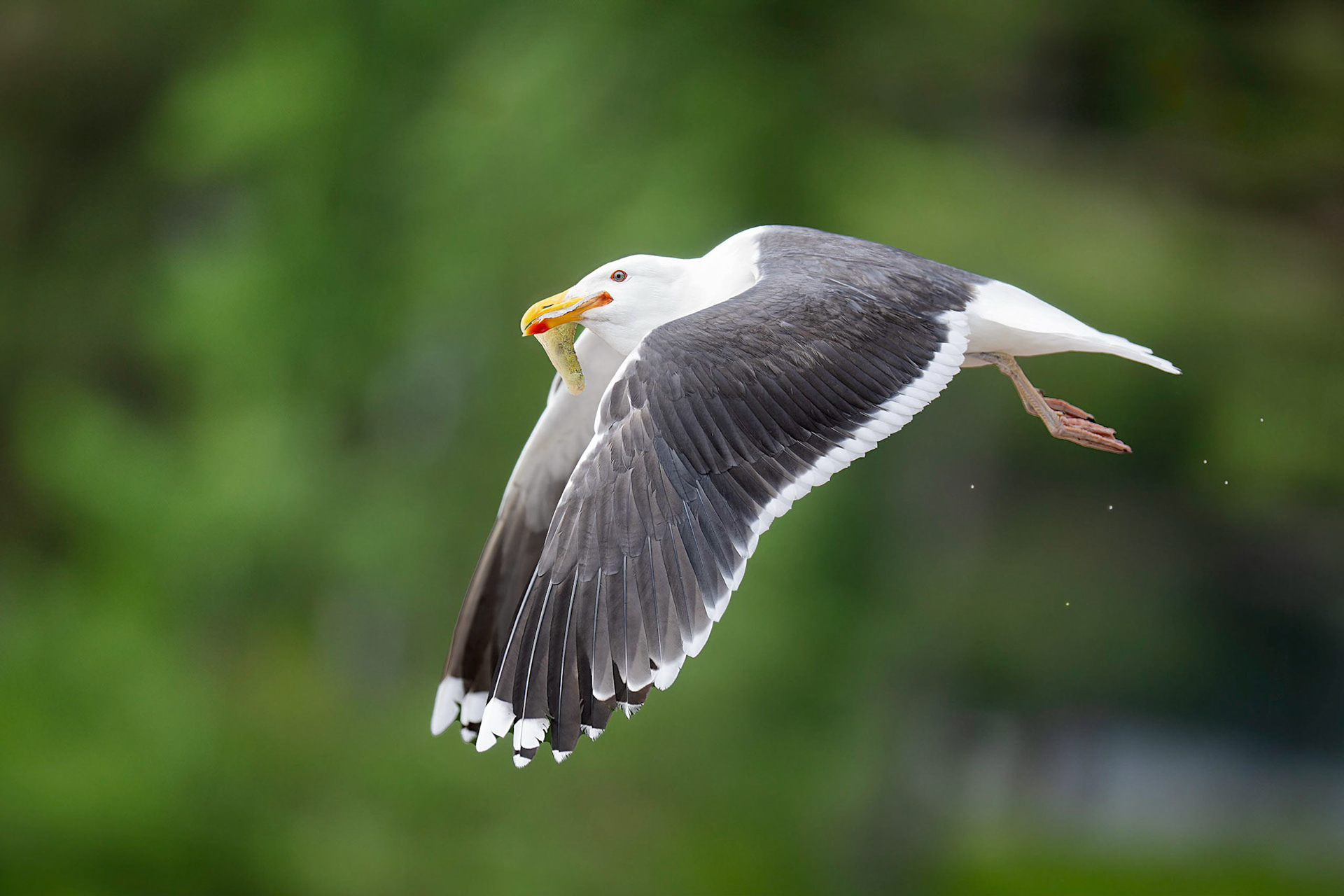 Lesser Black-backed Gull (Kustavi, Finland)