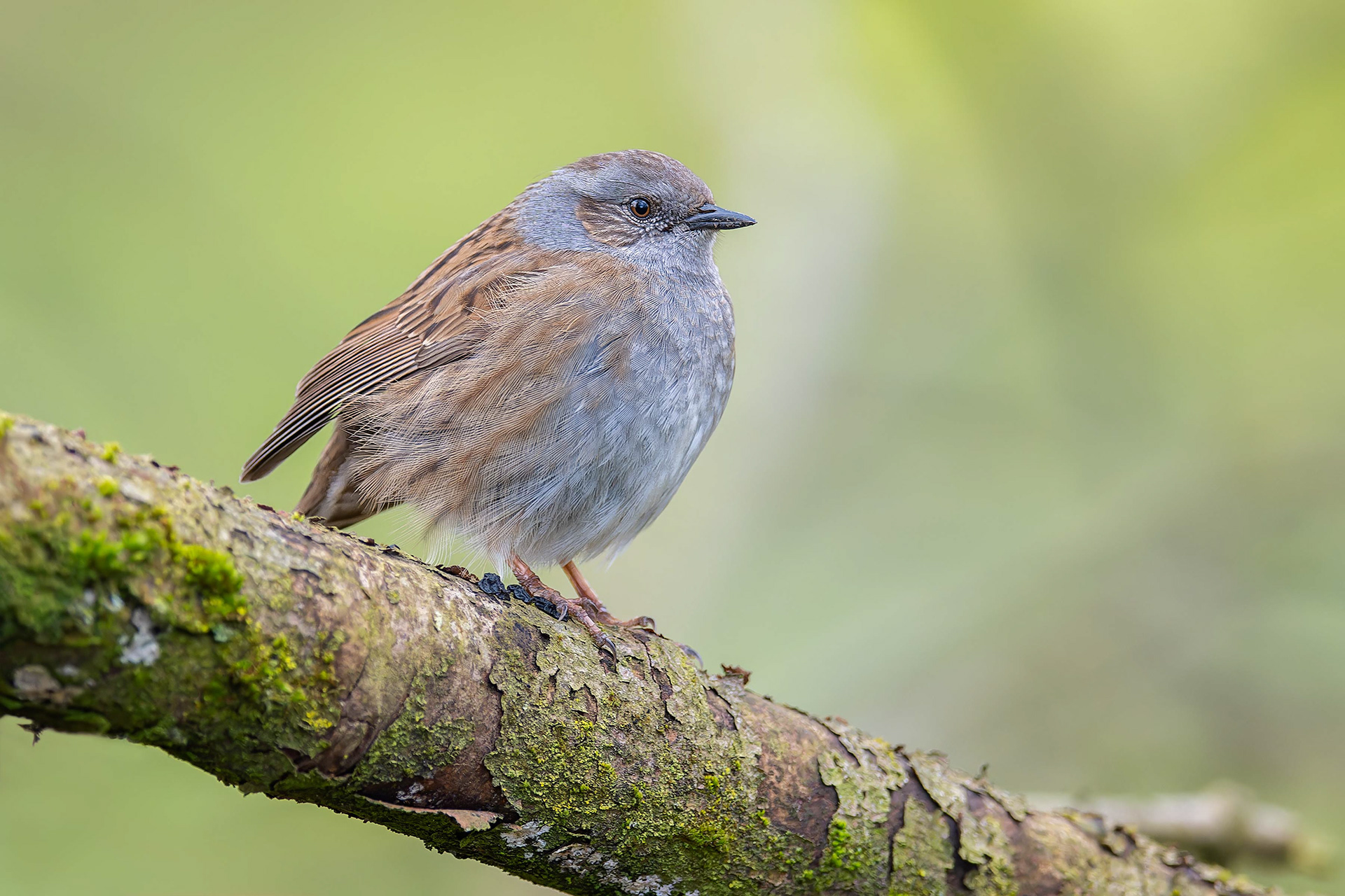 Dunnock (Brussels, Belgium)
