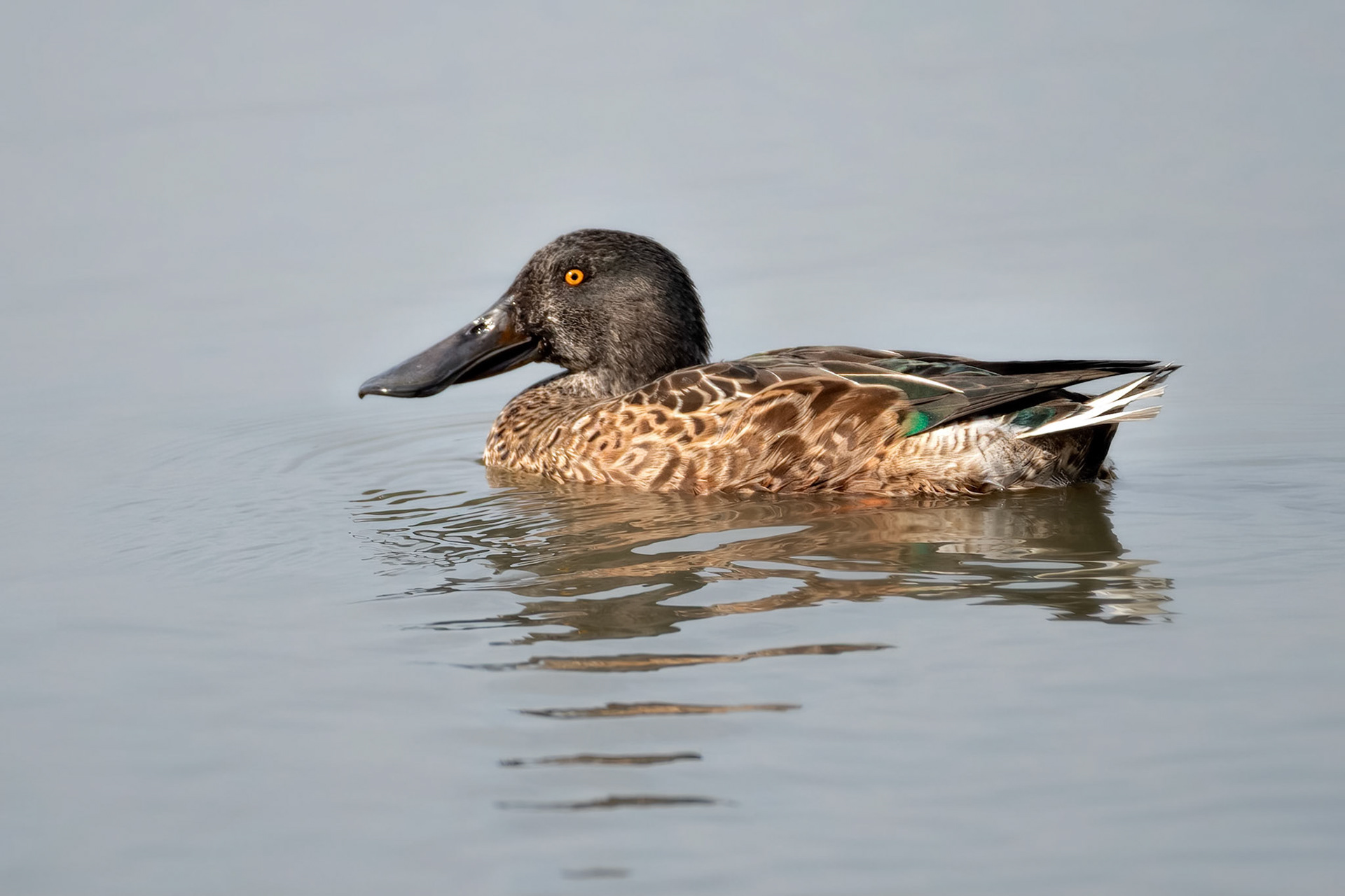 Northern Shoveler (Harchies, Belgium)