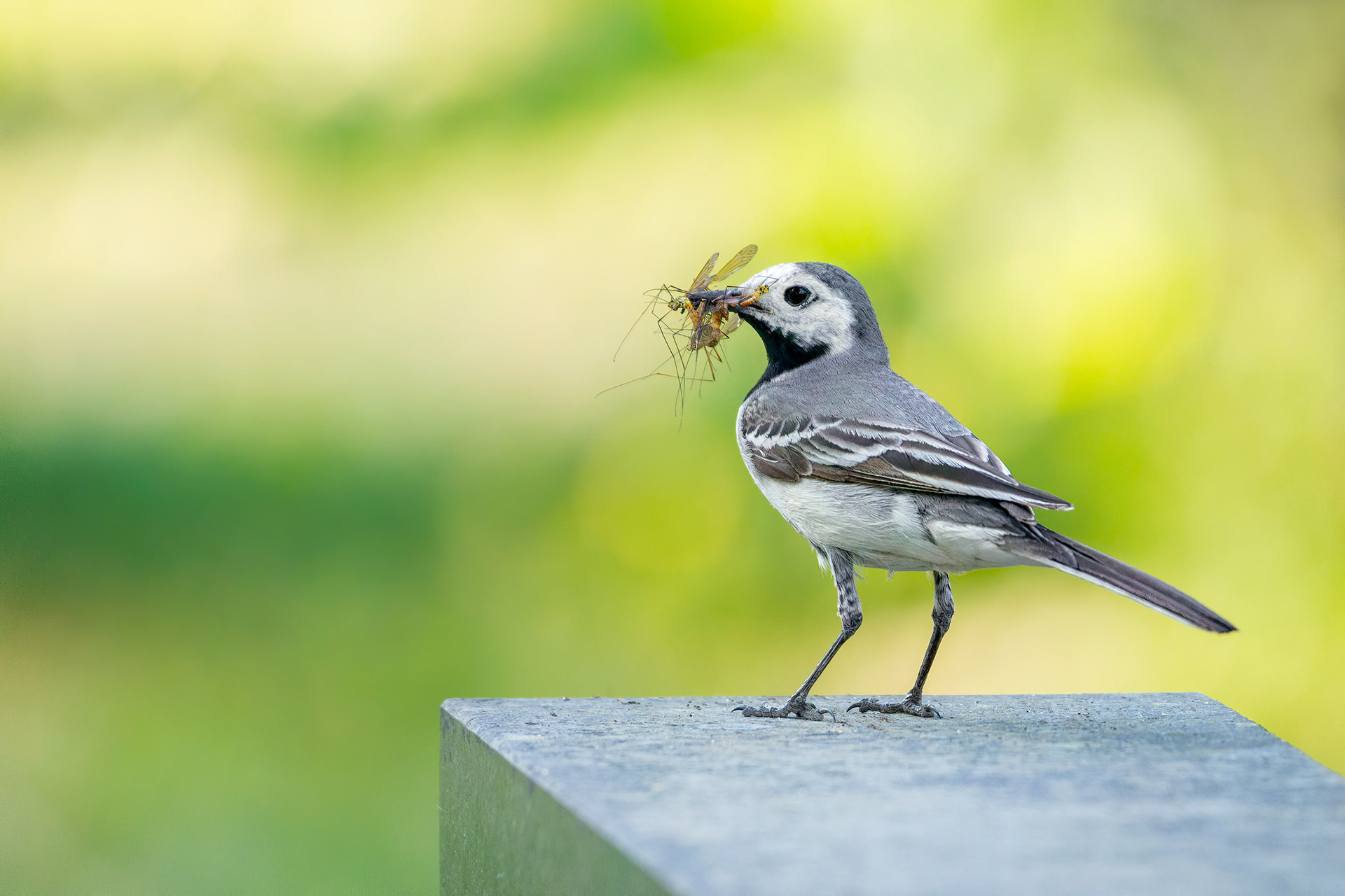 bird, white wagtail, female, Masku, Finland