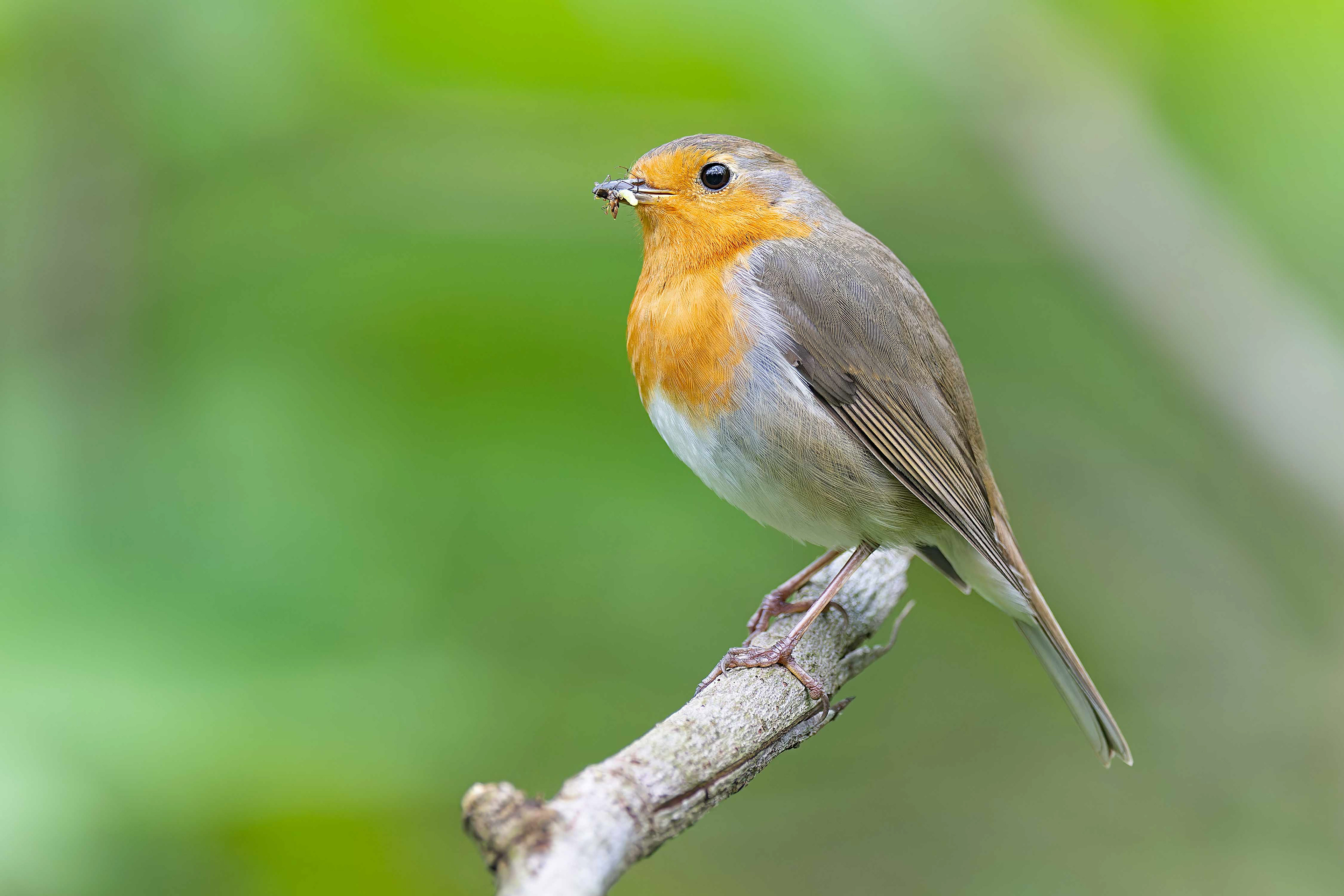 European Robin (Brussels, Belgium)
