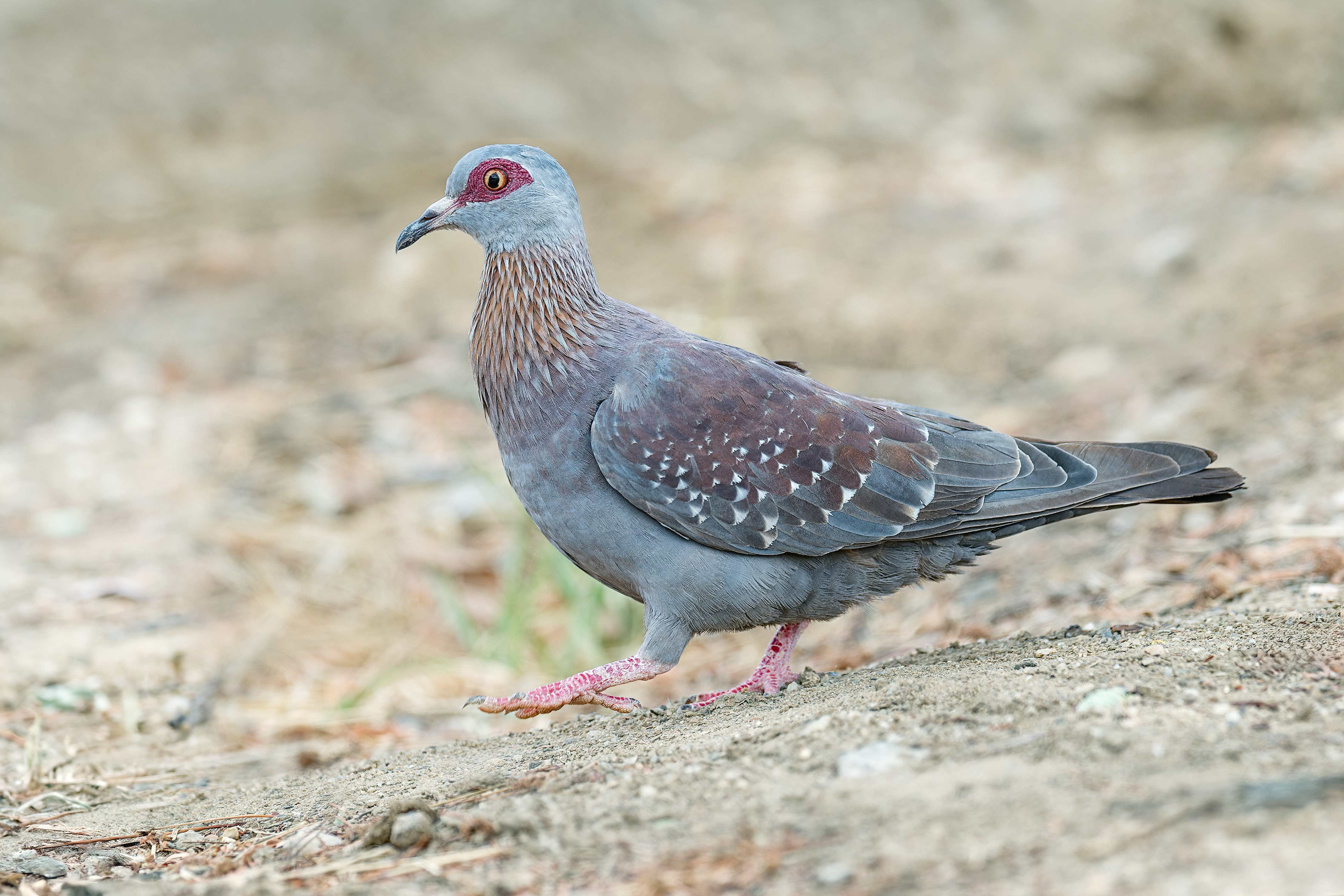 Speckled Pigeon (Windhoek, Namibia)