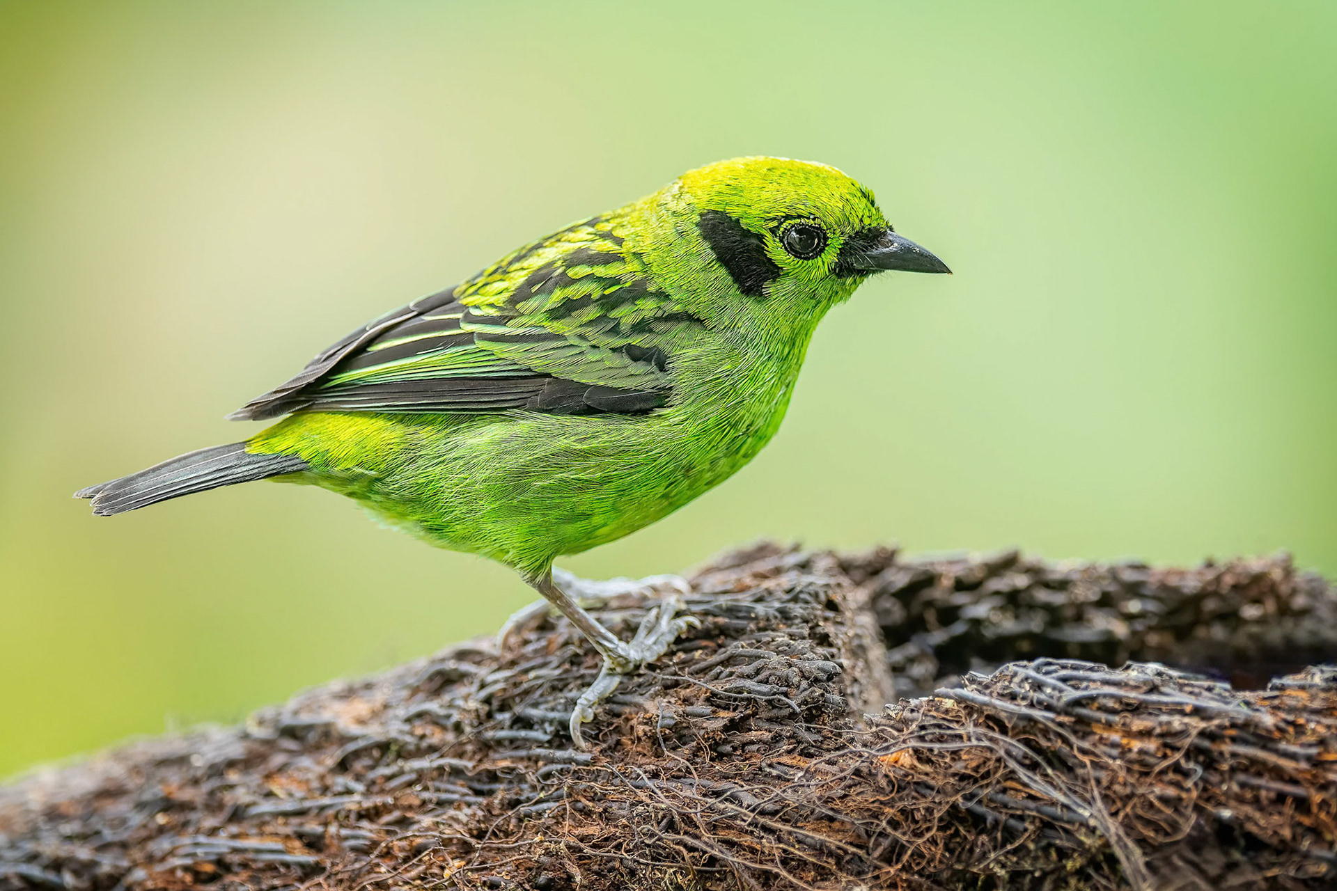 Emerald Tanager (Arenal, Costa Rica)