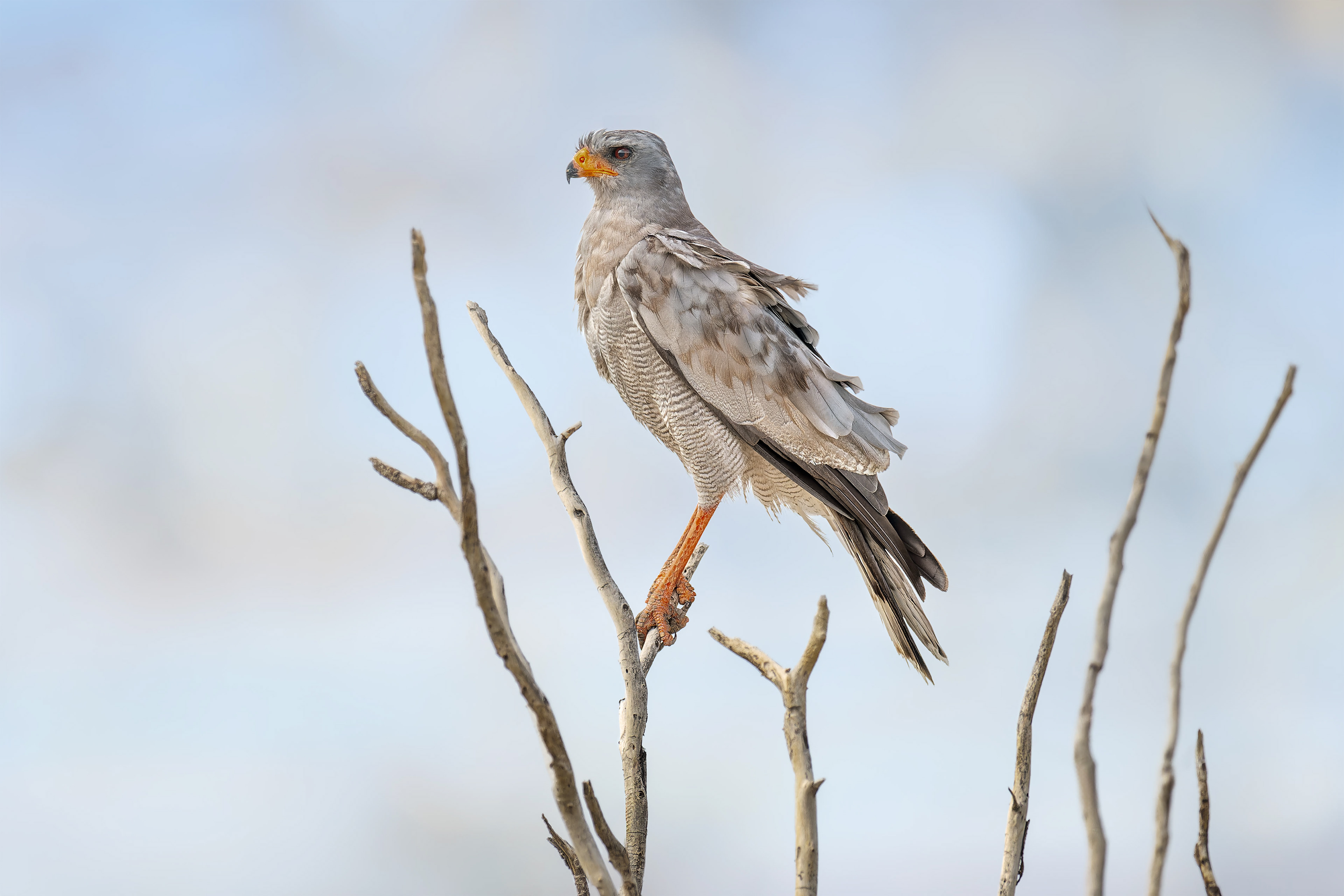 Pale Chanting-Goshawk (Etosha, Namibia)