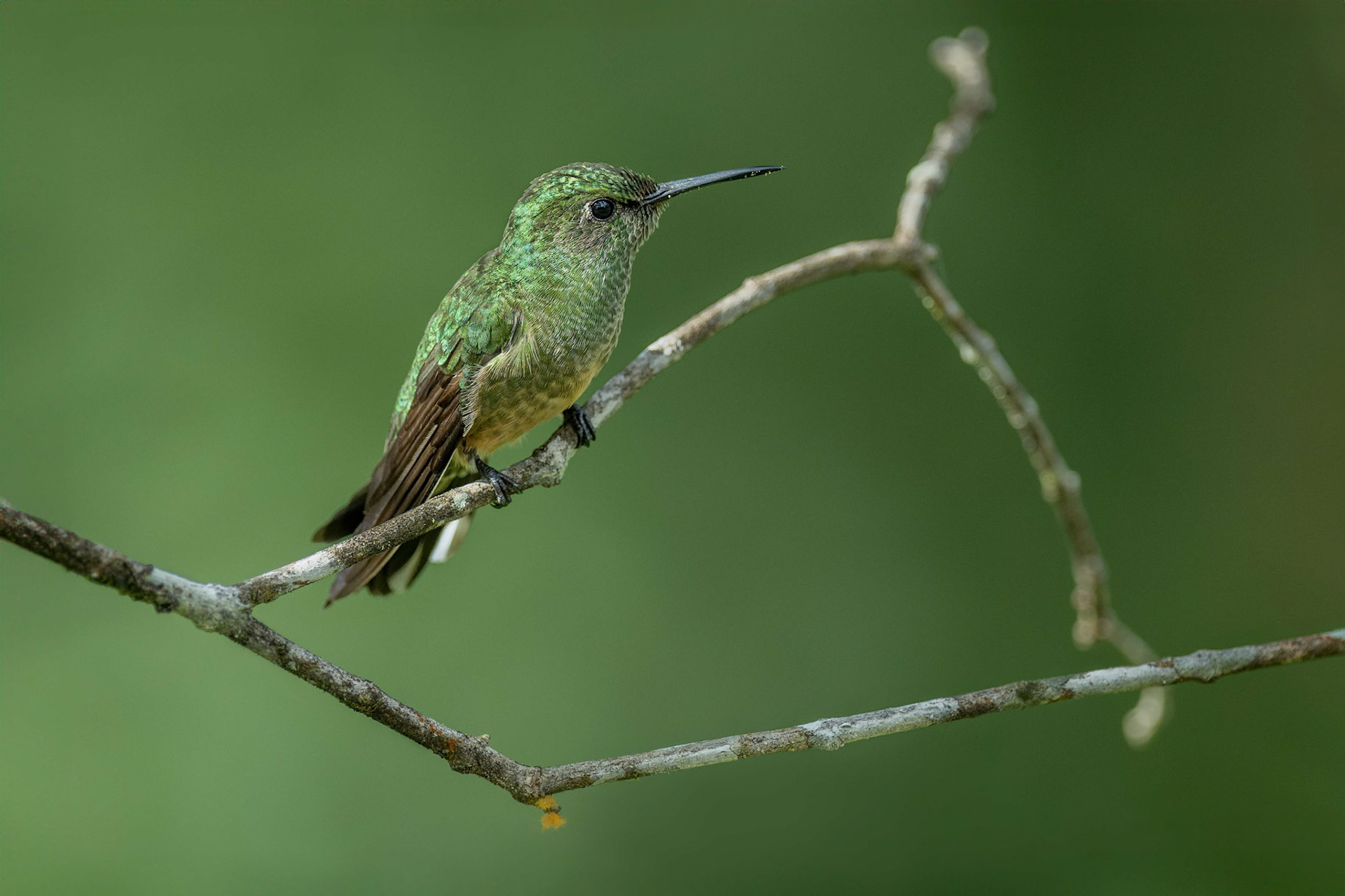 Scaly-breasted Hummingbird (La Fortuna, Costa Rica)