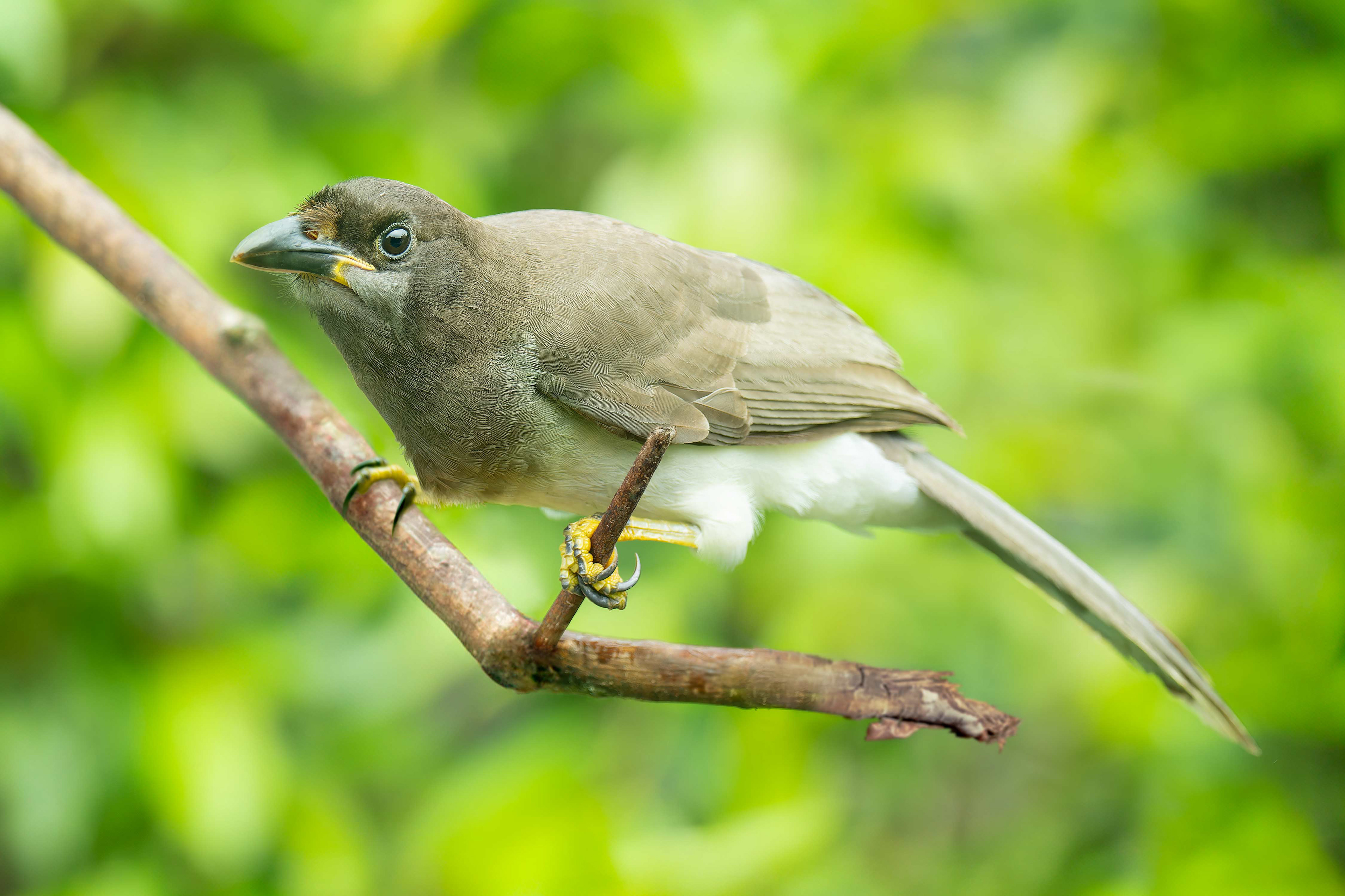 Brown Jay (Arenal, Costa Rica)
