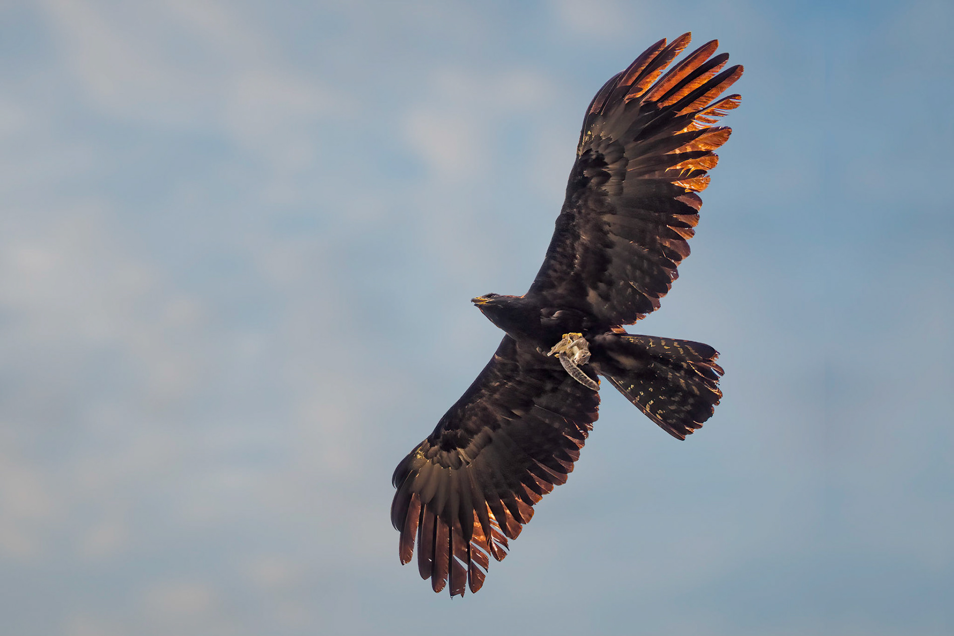 Black Eagle (Sinharaja, Sri Lanka)