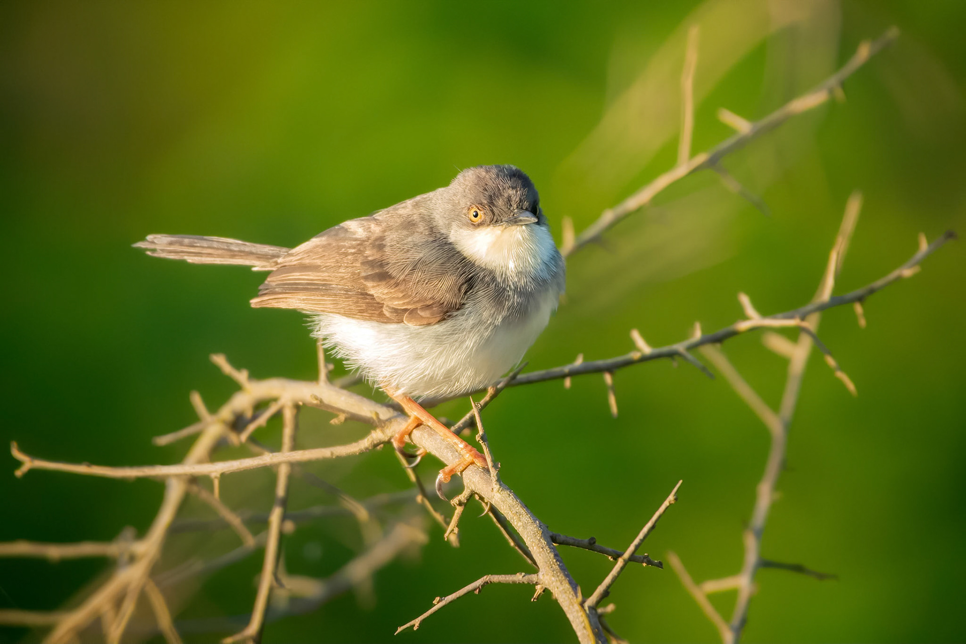 Grey-brested Prinia (Udawalawa, Sri Lanka)