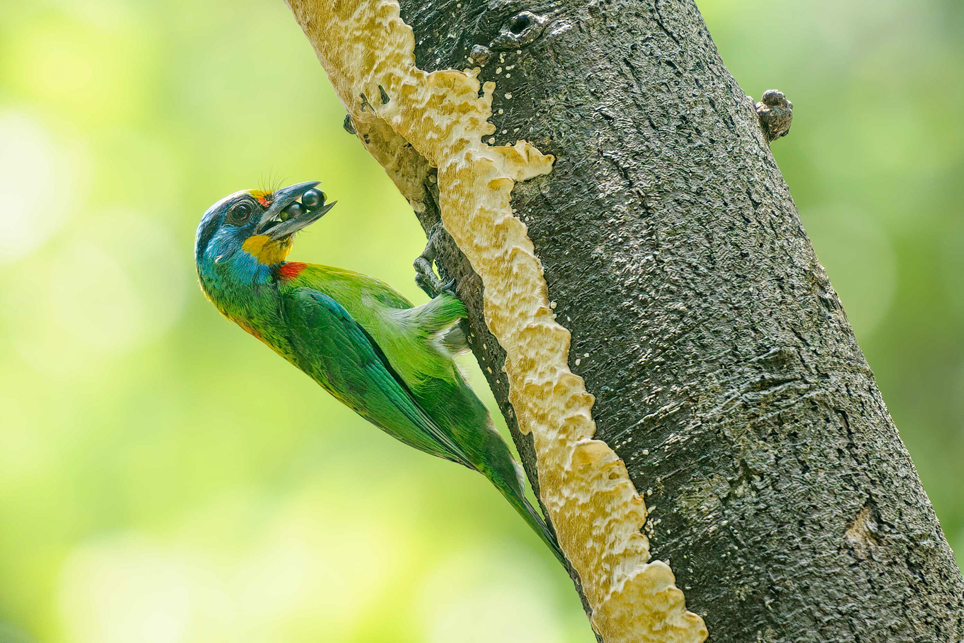 bird, Taiwan barbet, Taipei, Taiwan