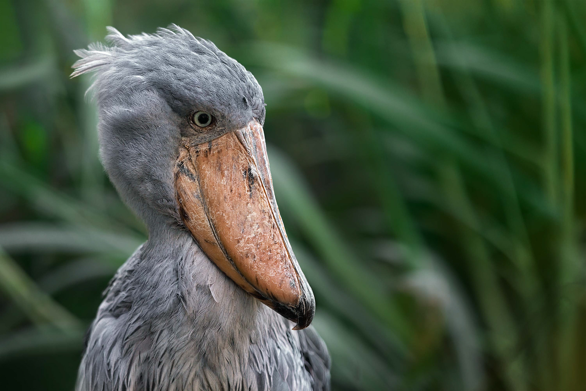 bird, shoebill, Prague, Czech Republic