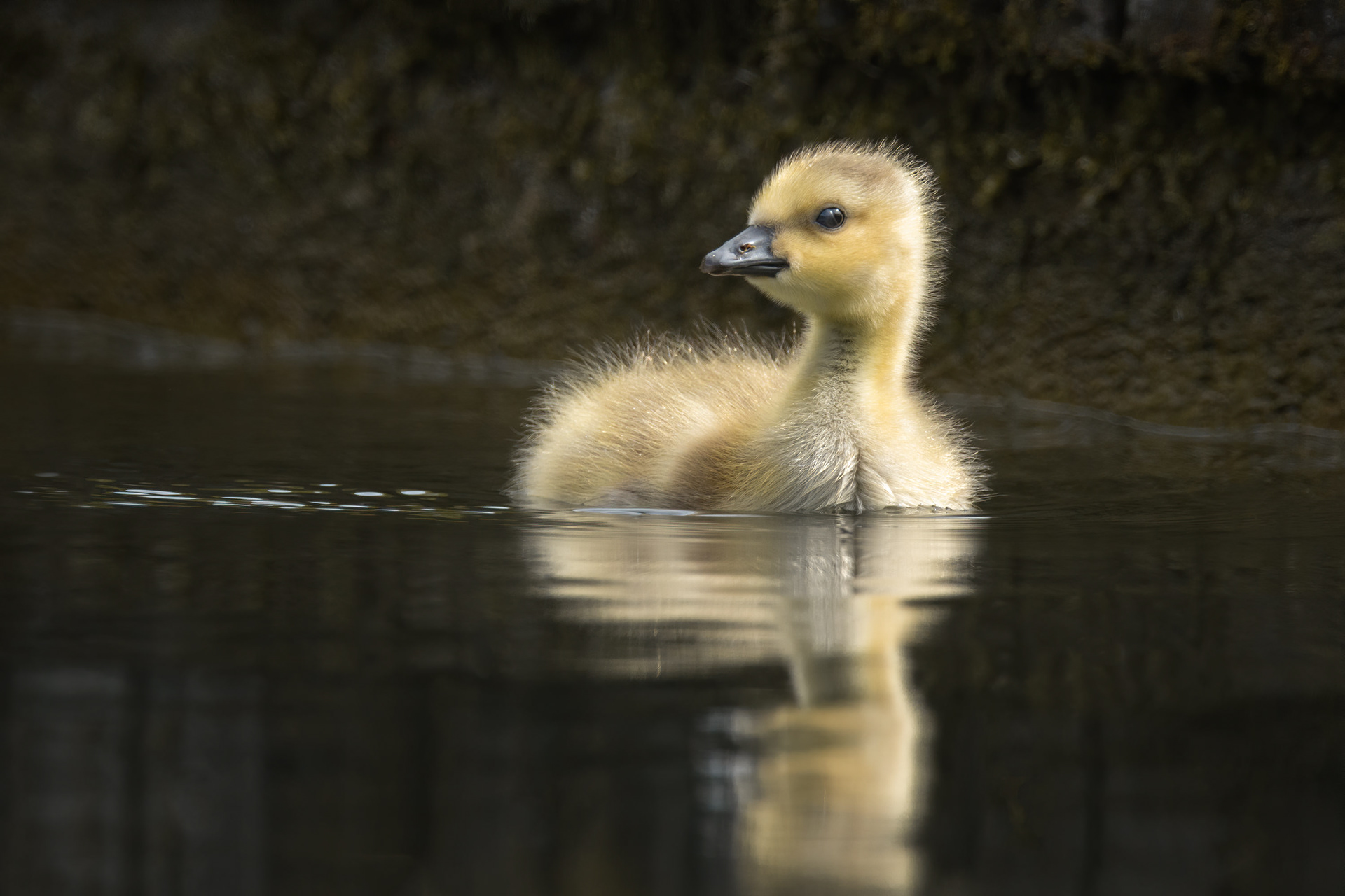 bird, Canada goose, juvenile, Brussels, Belgium