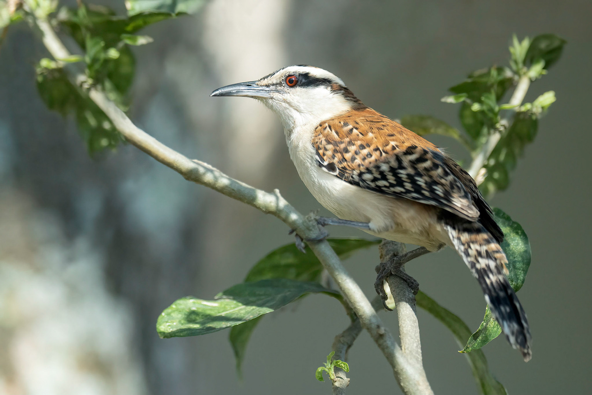 Rufous-naped Wren (San Jose, Costa Rica)