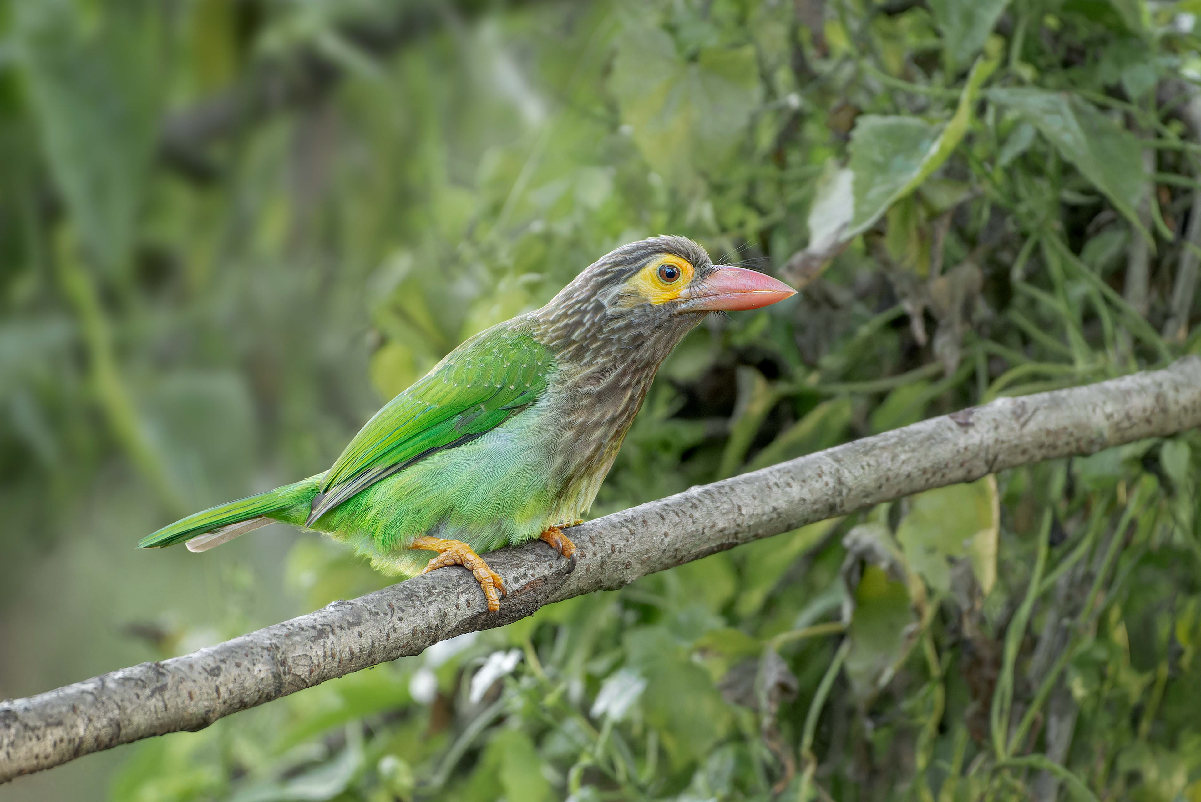 Brown-headed Barbet (Habarana, Sri Lanka)