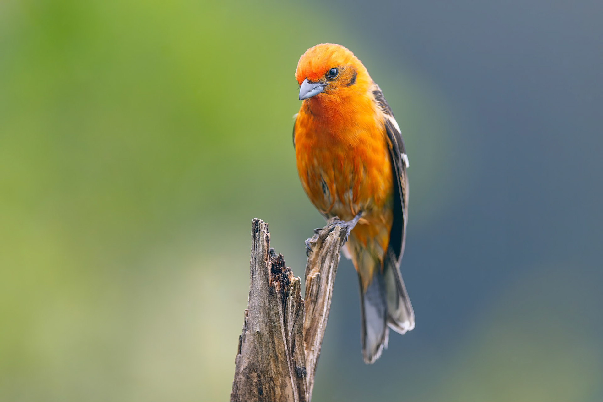 Flame-coloured Tanager (Savegre, Costa Rica)
