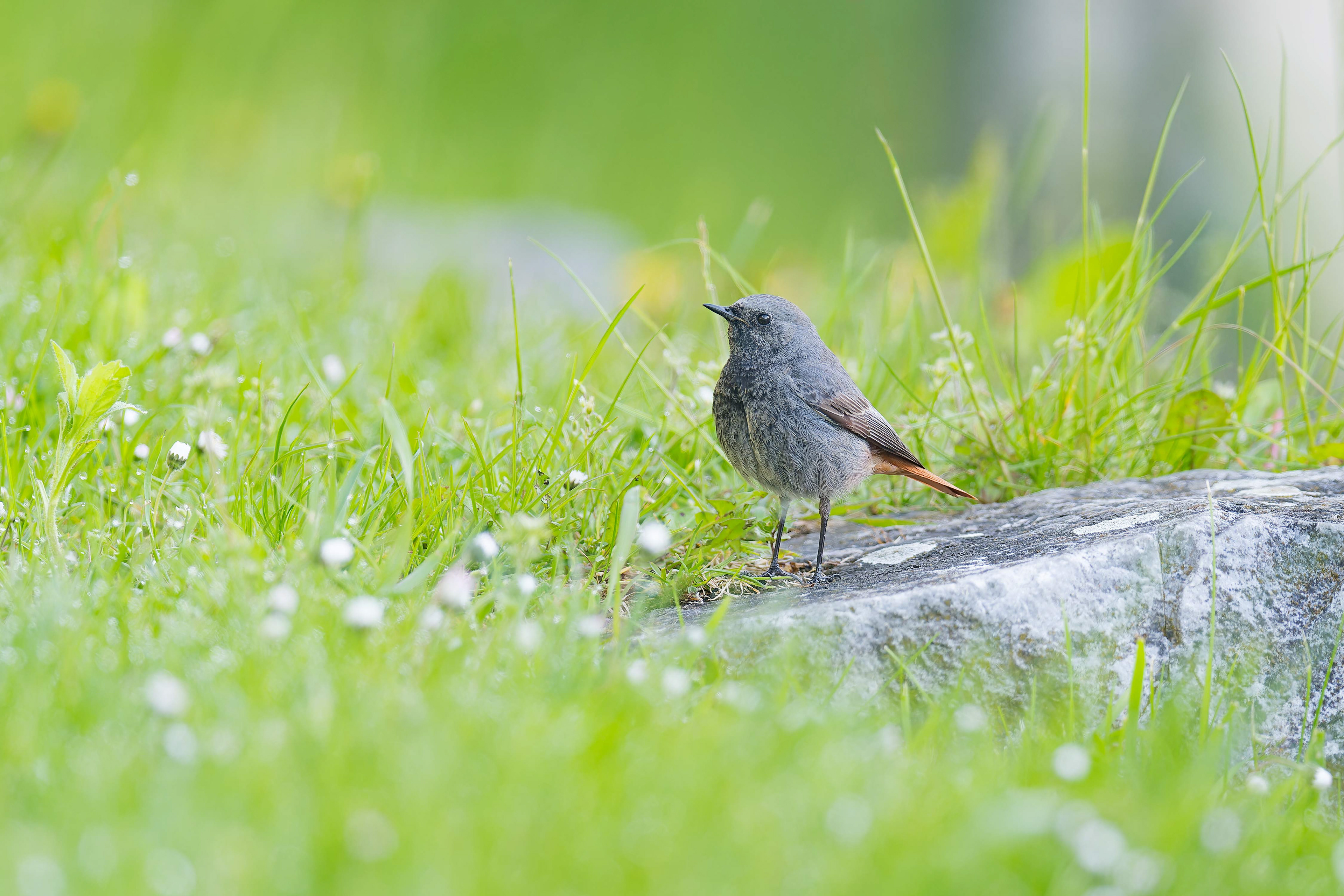 Black Redstart (Kasperske Hory, Czech Republic)