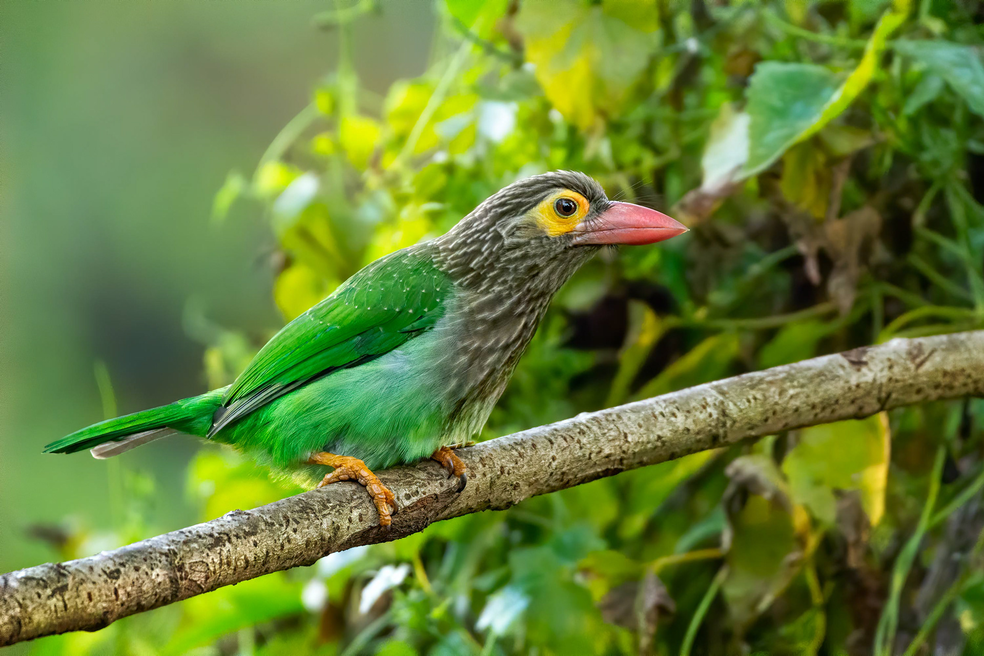 bird, brown-headed barbet, sri lanka