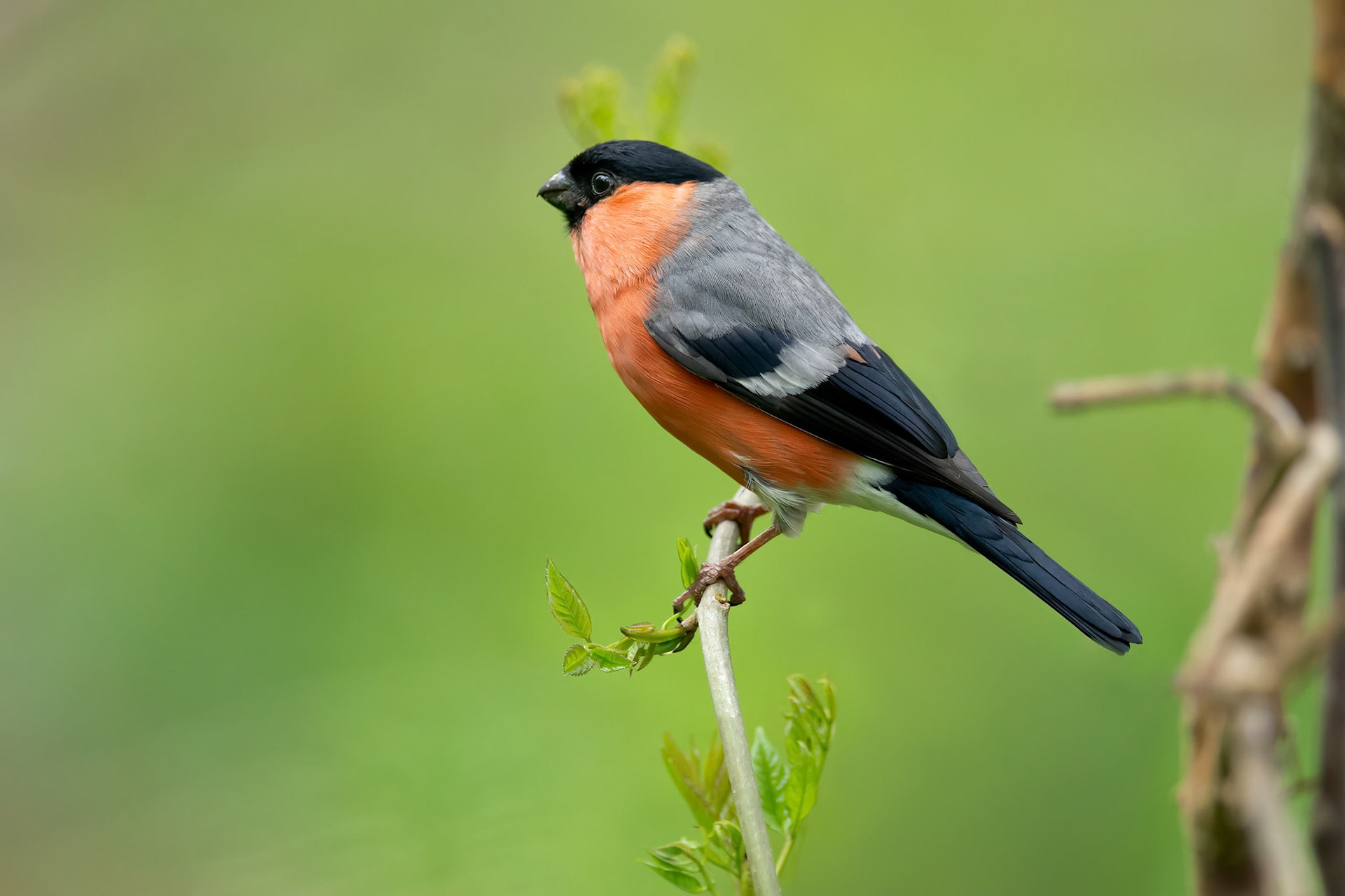 Eurasian Bullfinch (Ezcaray, Spain)