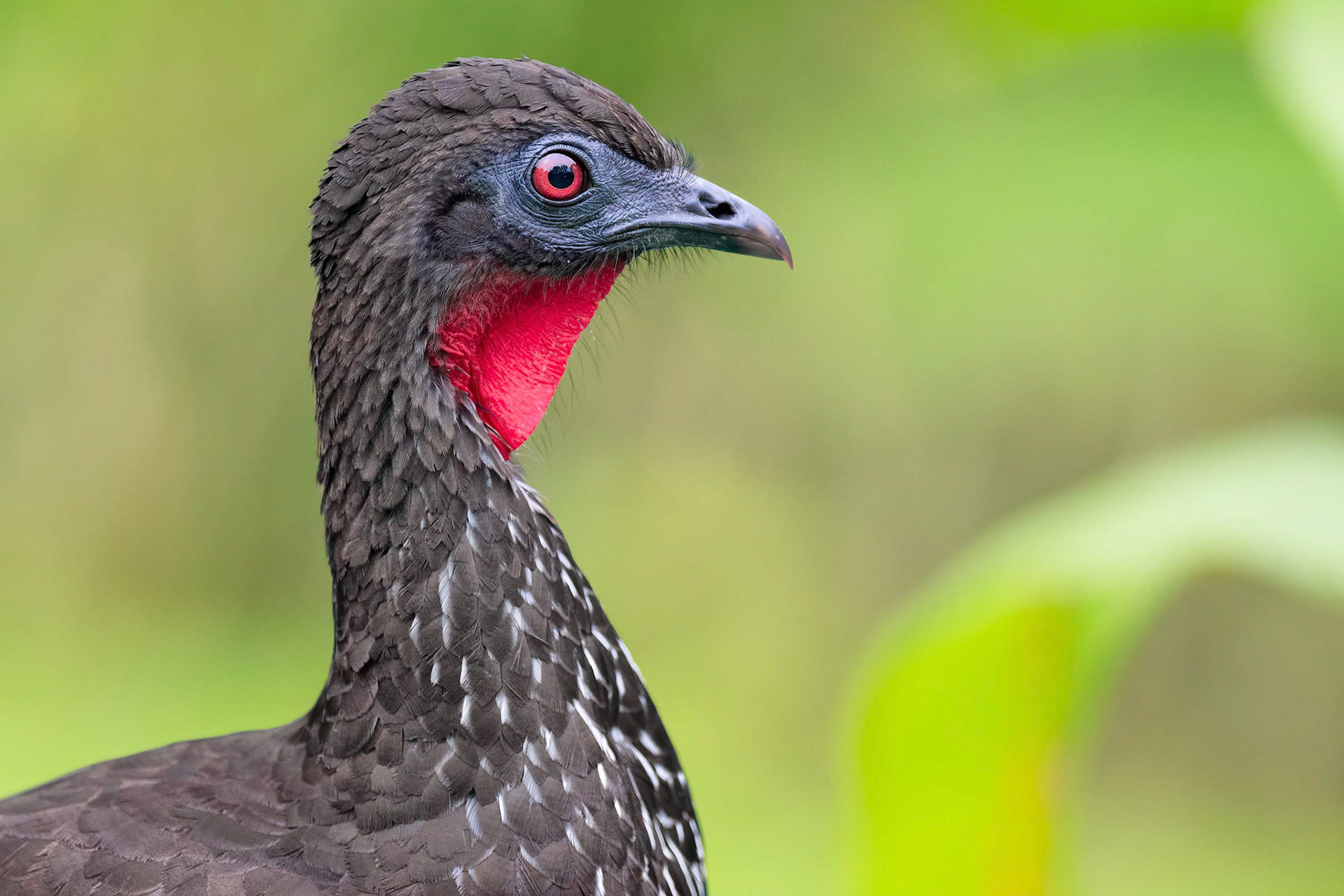 Crested Guan (Arenal, Costa Rica)