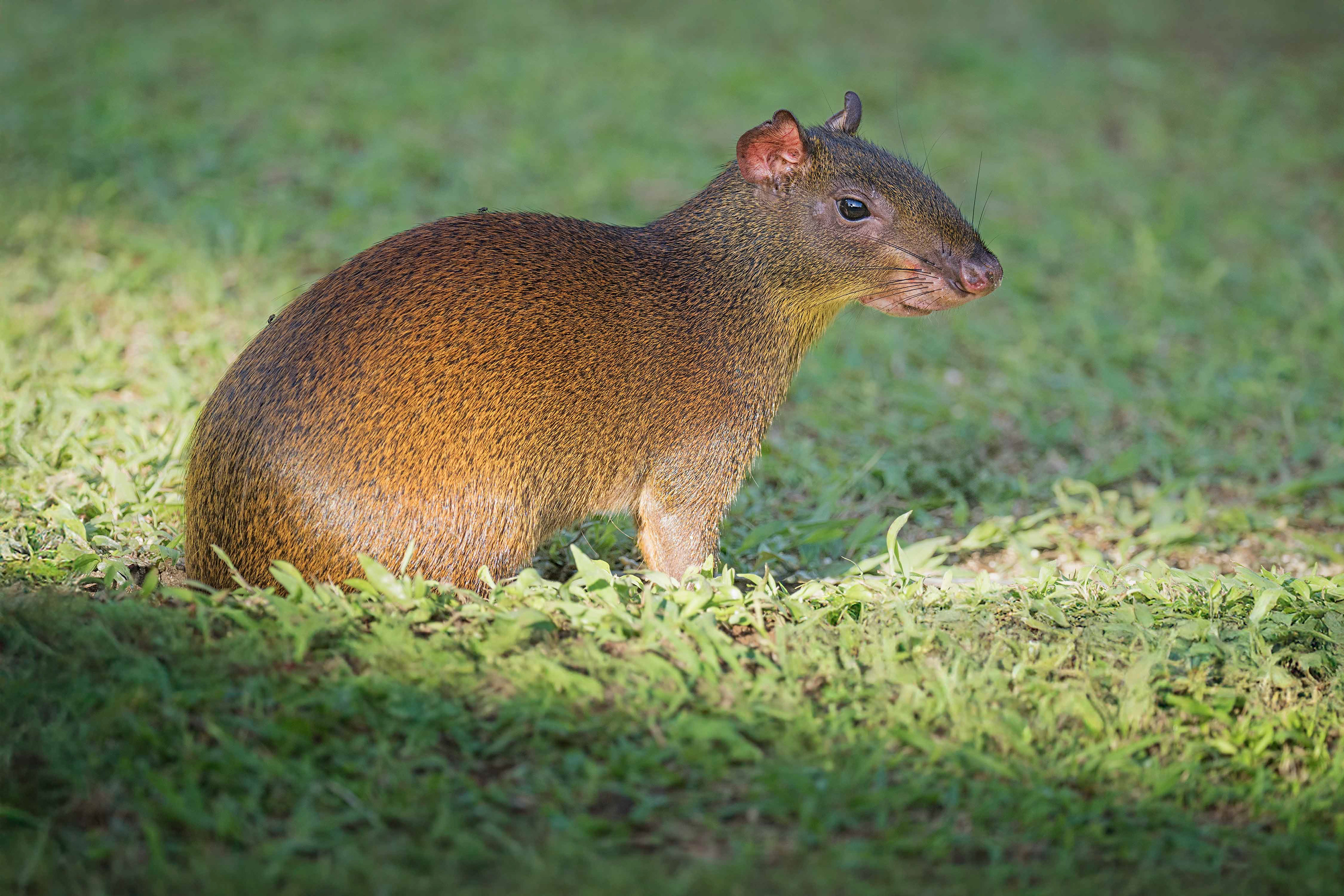 Agouti (Boca Tapada, Costa Rica)