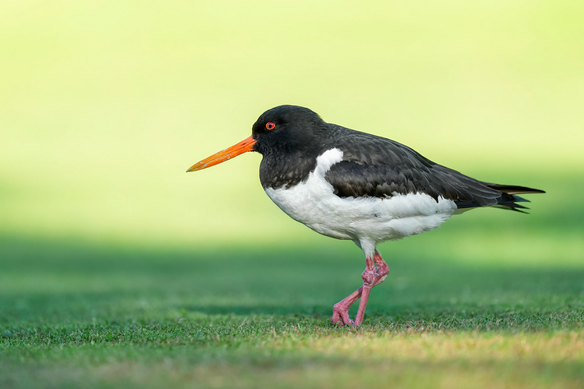 Eurasian Oystercatcher (Ruissalo, Finland)