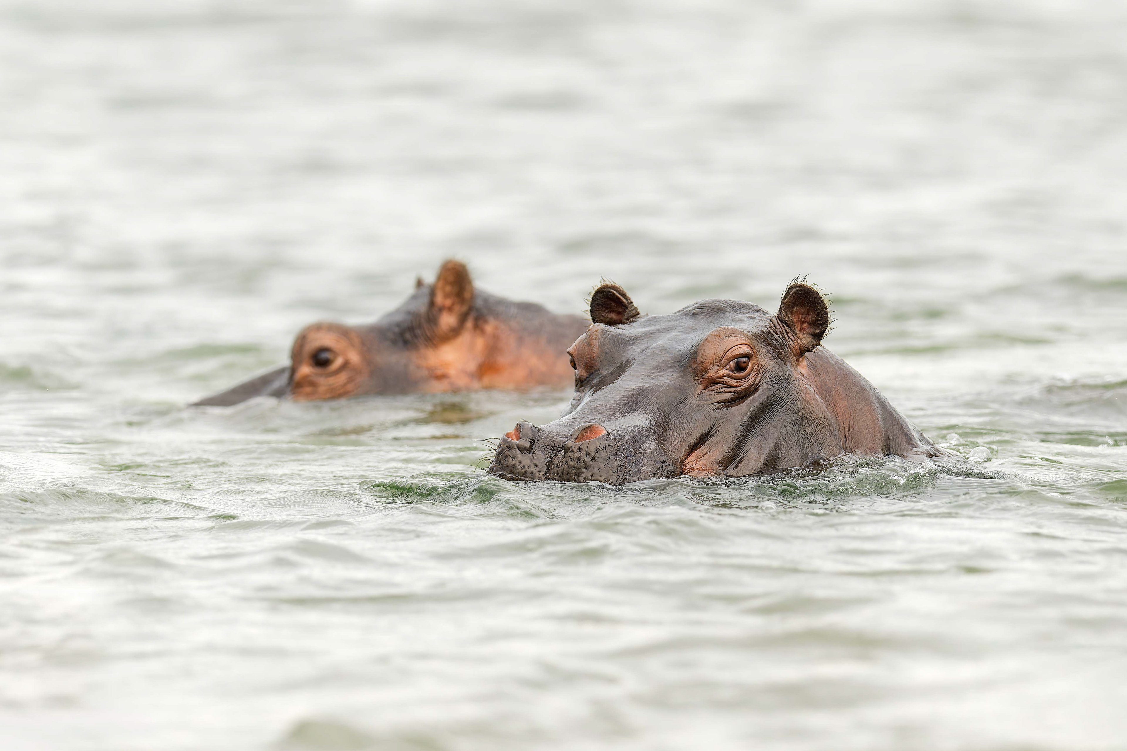 Hippopotamus (Bwabwata, Namibia)