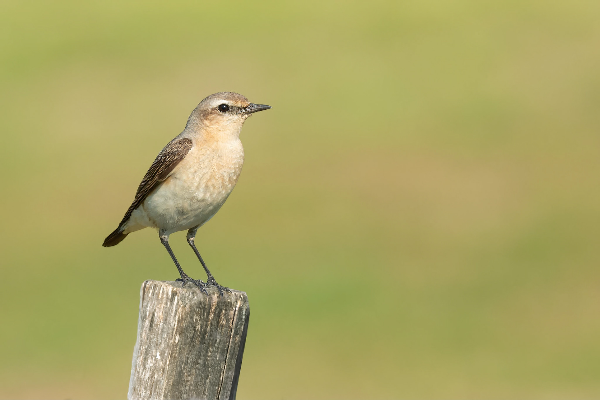 Northern Wheatear (Masku, Finland)