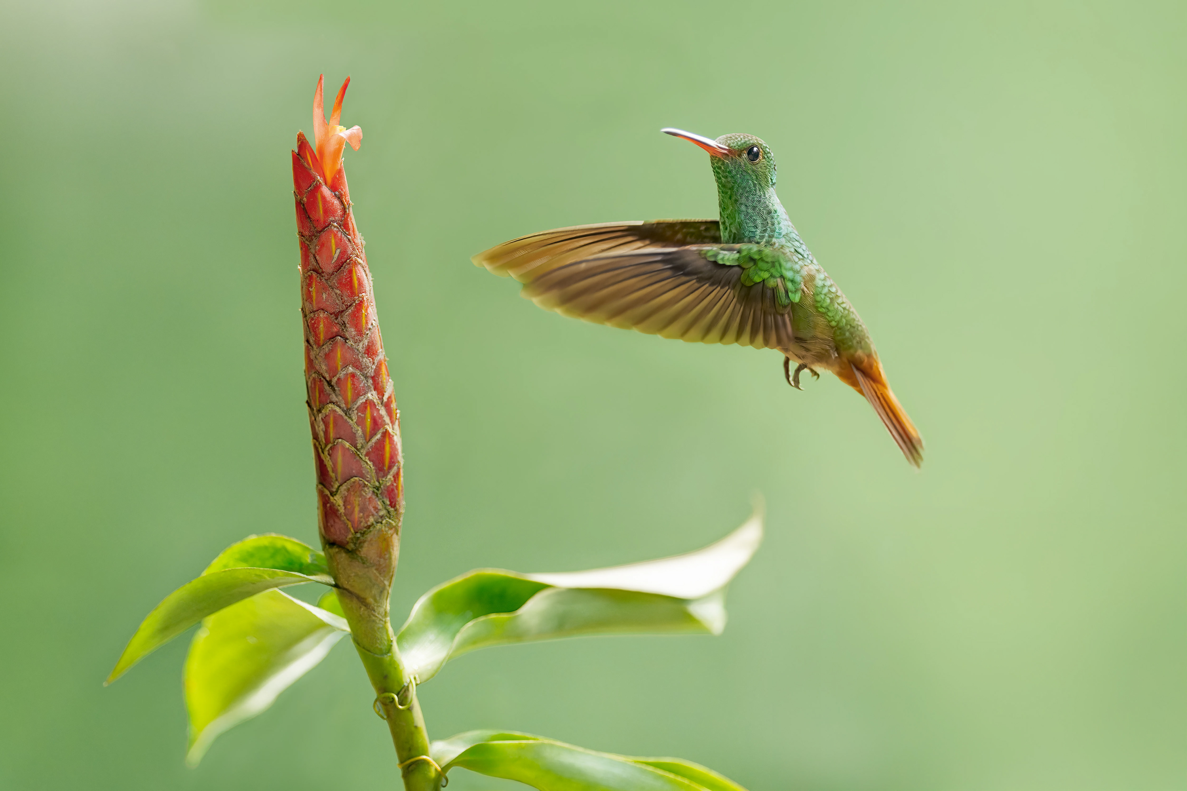 Rufous-tailed Hummingbird (Sarapiqui, Costa Rica)
