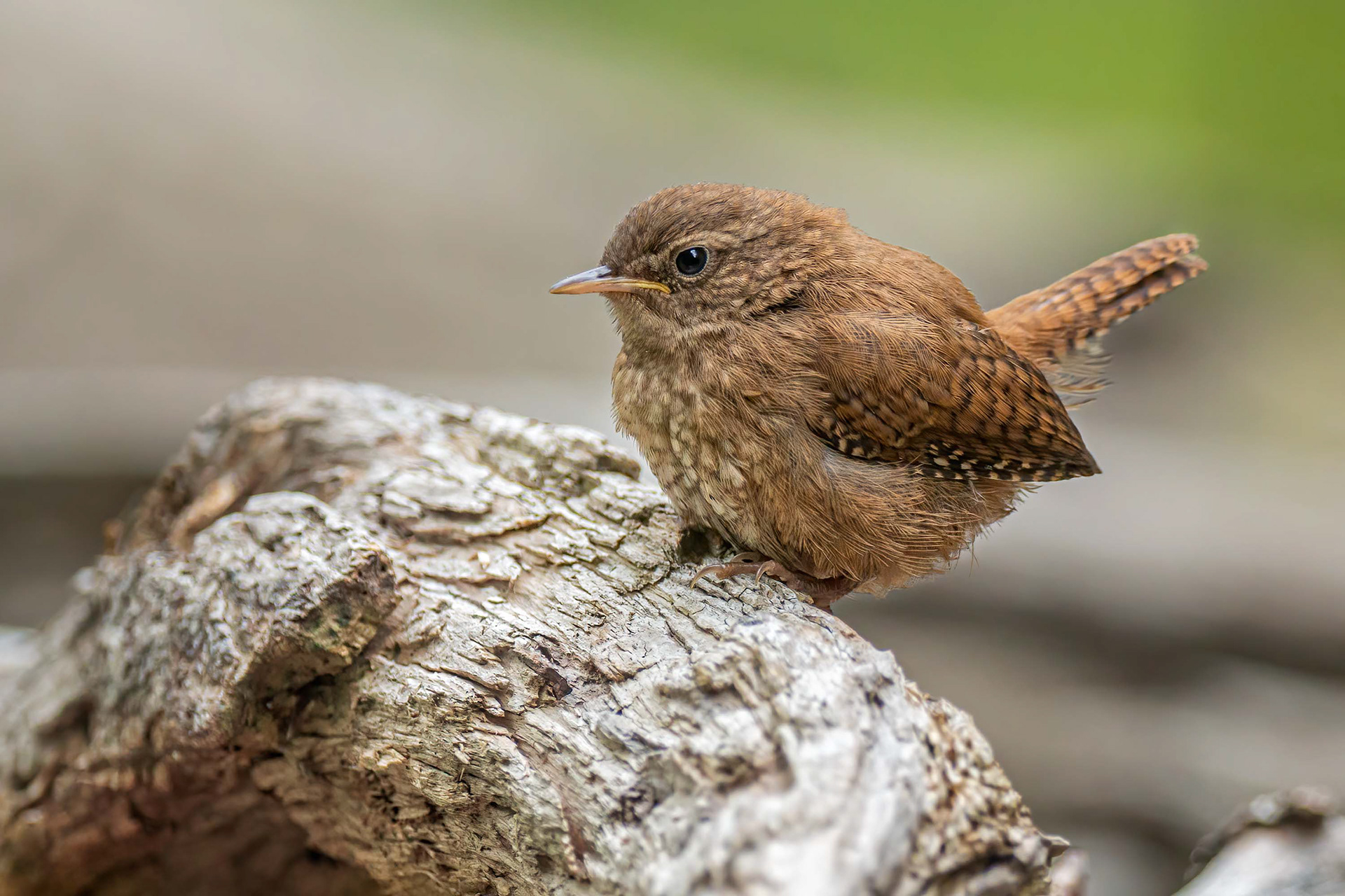 bird, Eurasian wren, juvenile, Brussels, Belgium