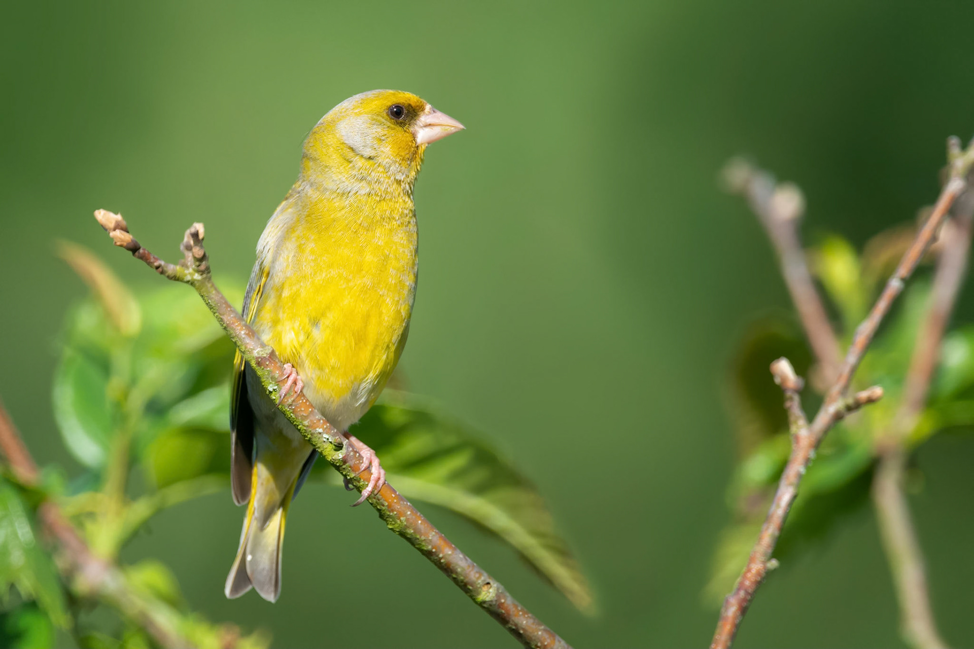 European Greenfinch (Seneffe, Belgium)