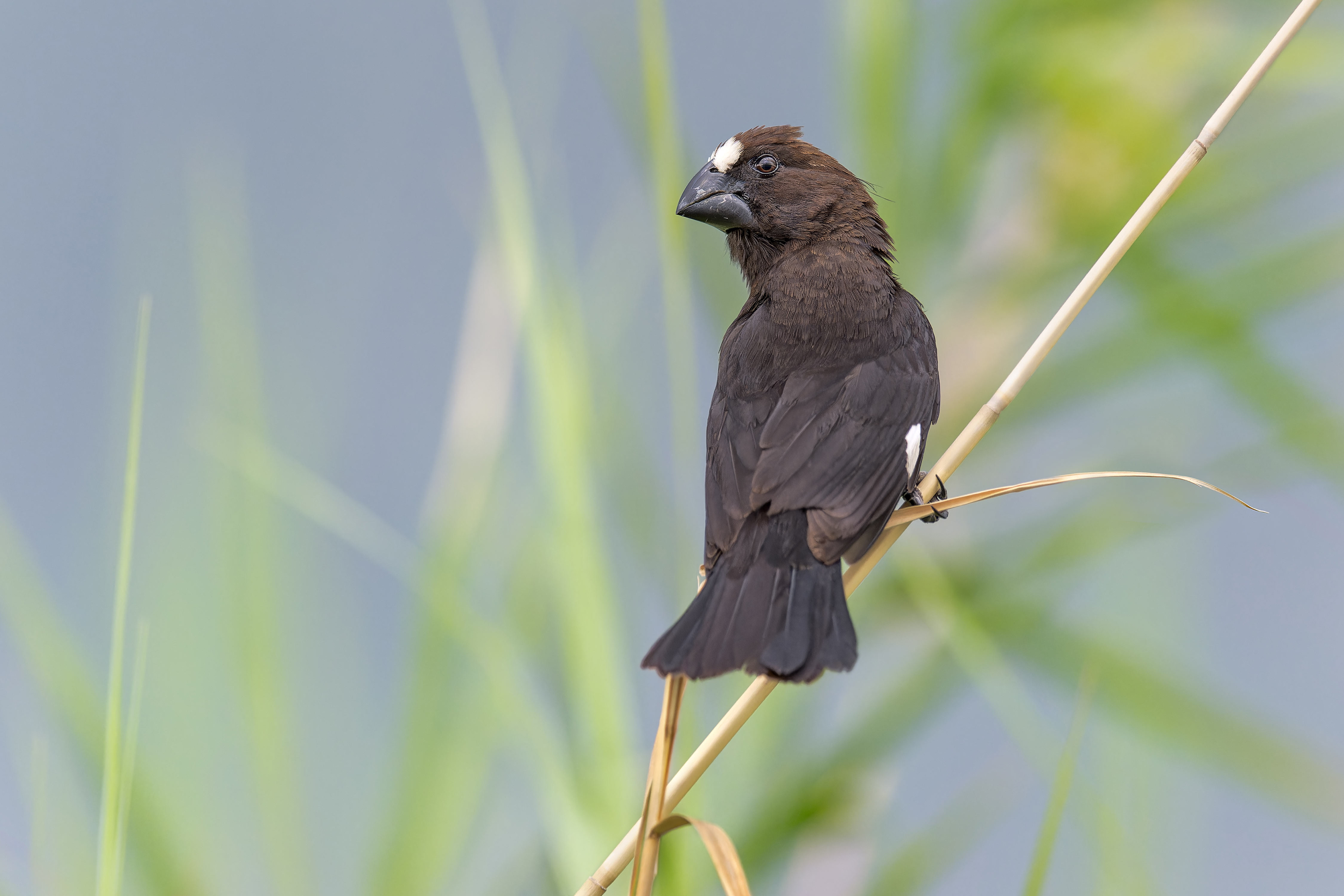 Thick-billed Weaver (Shakawe, Botswana)
