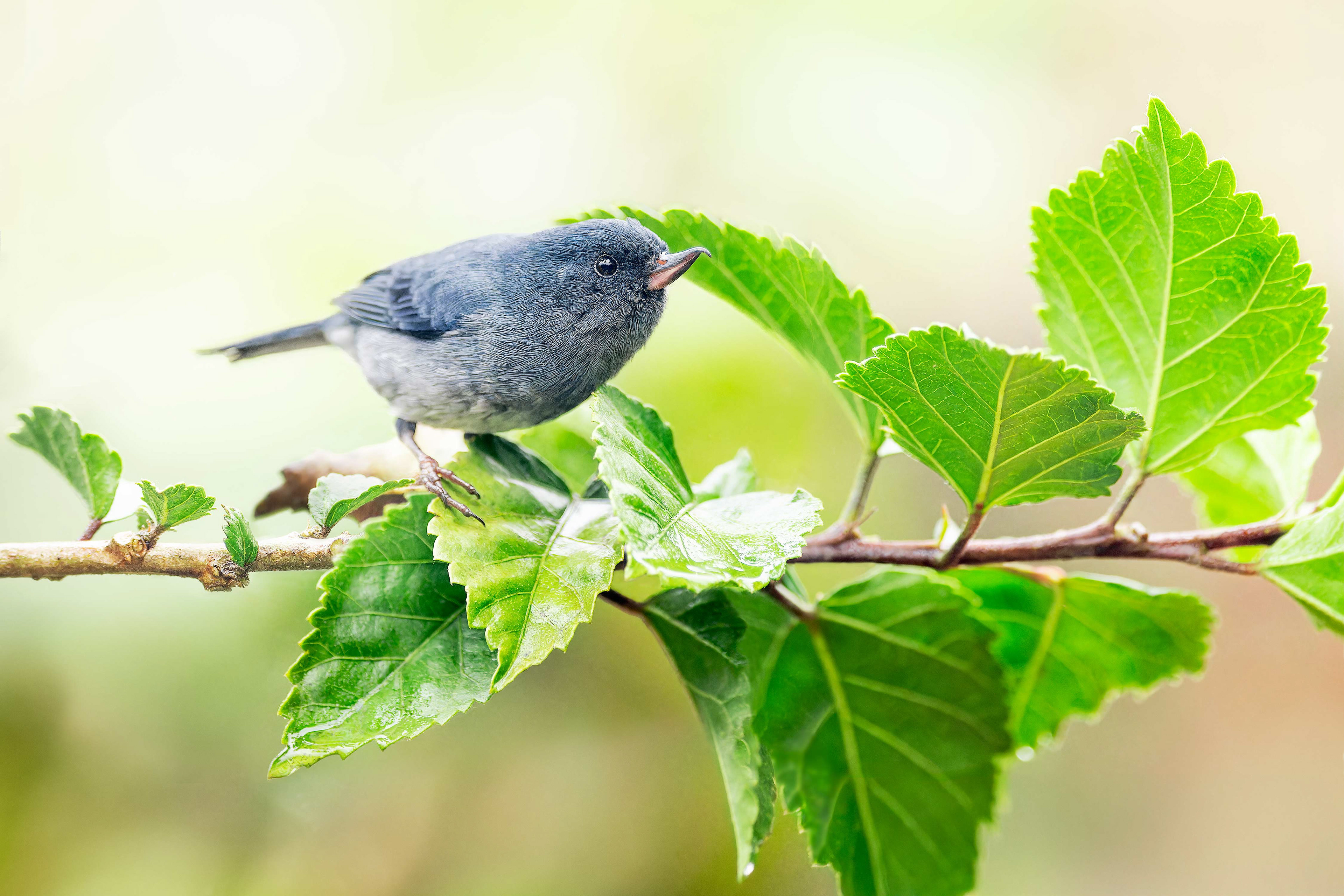 Slaty Flowerpiercer (Savegre, Costa Rica)