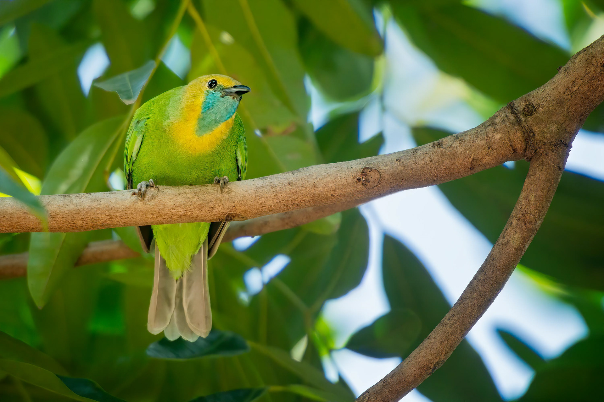 bird, Jerdon's leafbird, female, Habarana, Sri Lanka