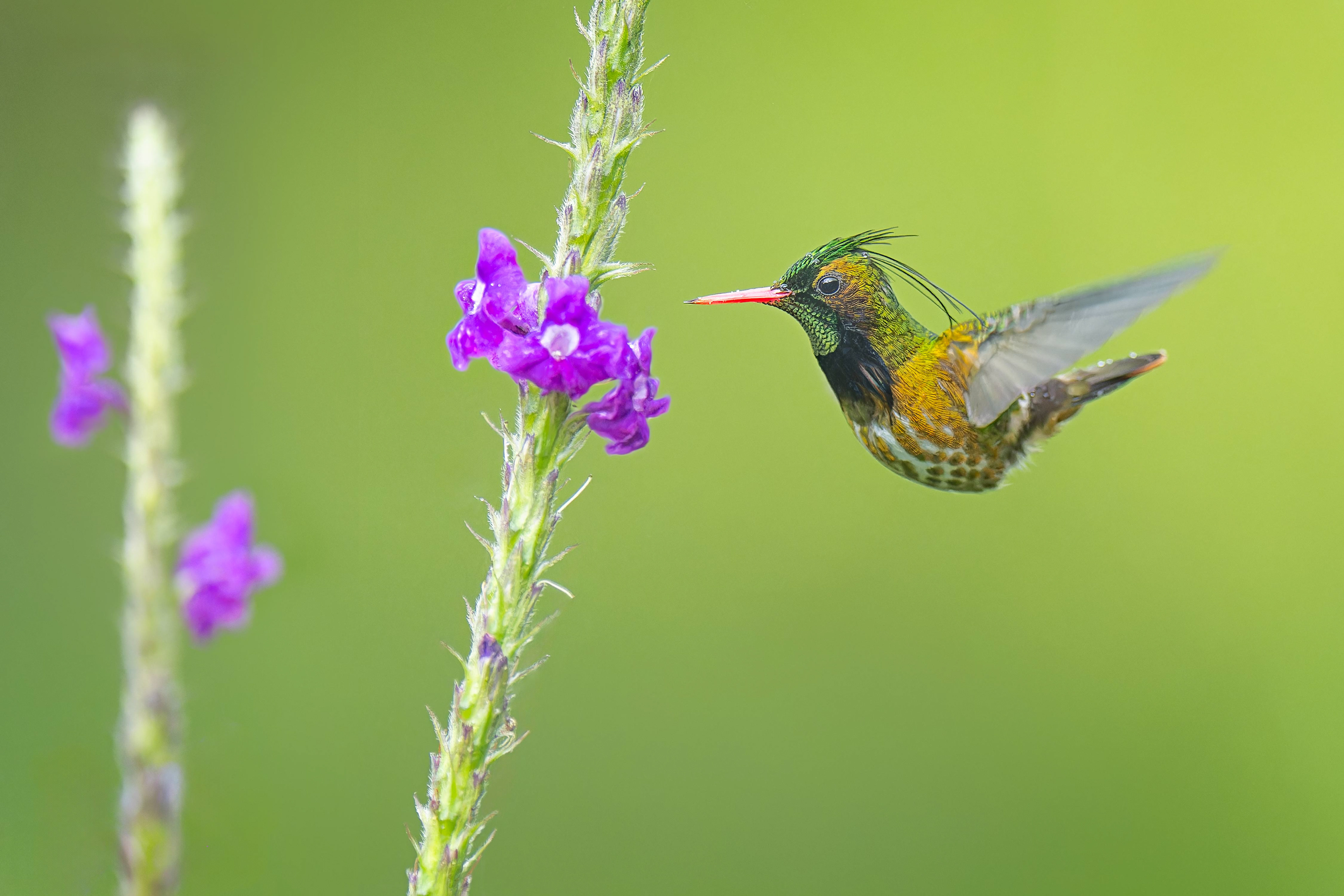 Black-crested Coquette (Arenal, Costa Rica)