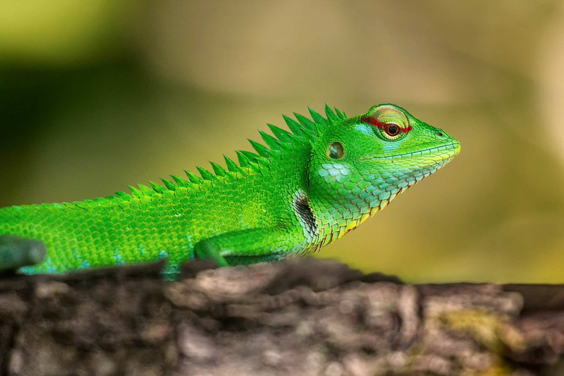 Indian Chameleon (Balapitiya, Sri Lanka)