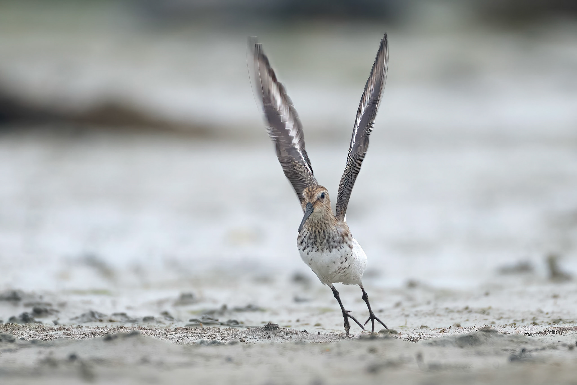 Dunlin (Keremma, France)