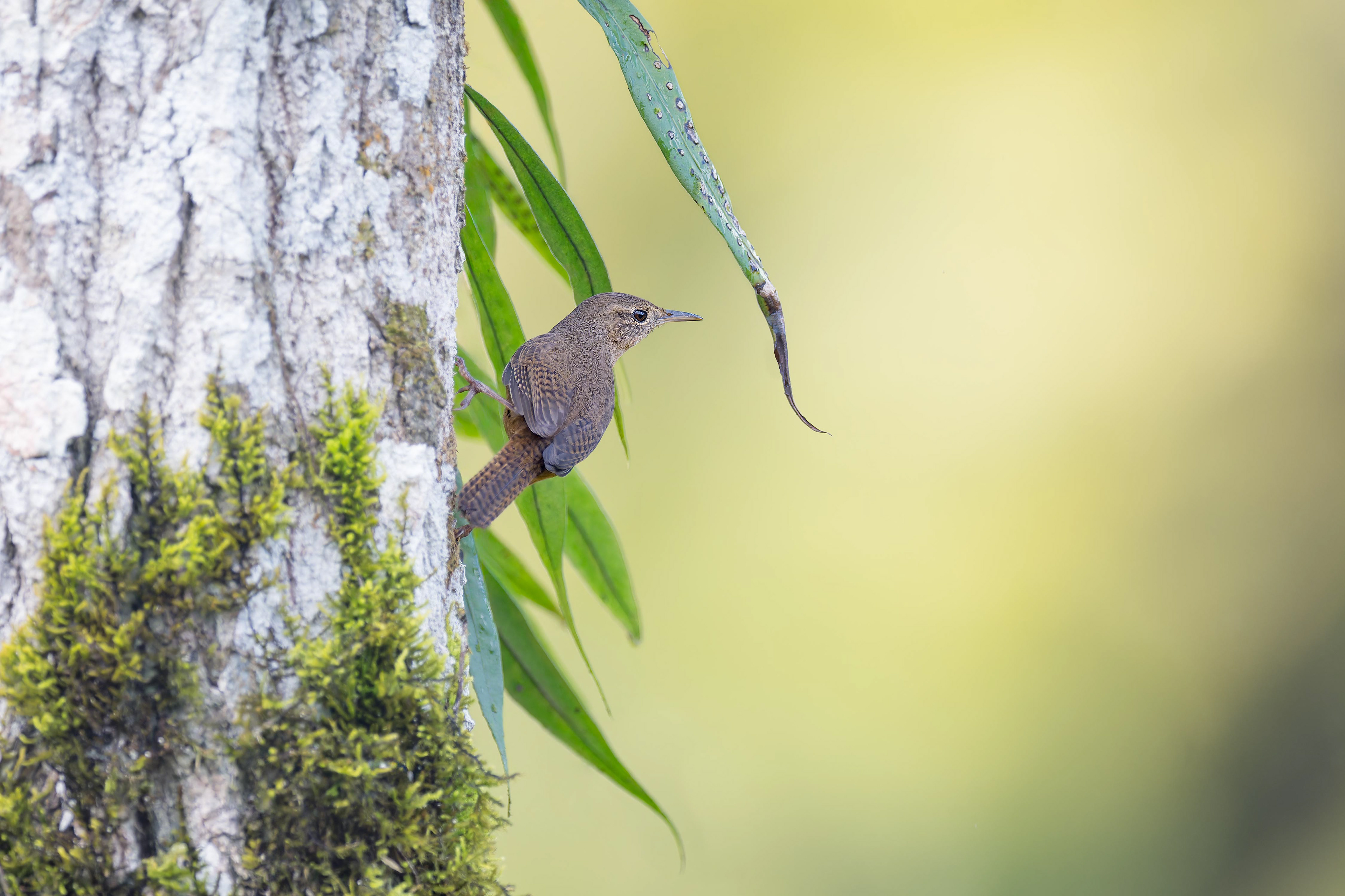 House Wren (Boca Tapada, Costa Rica)