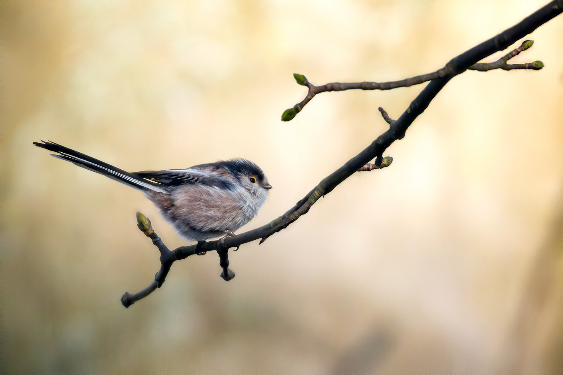 Long-tailed Tit (Brussels, Belgium)