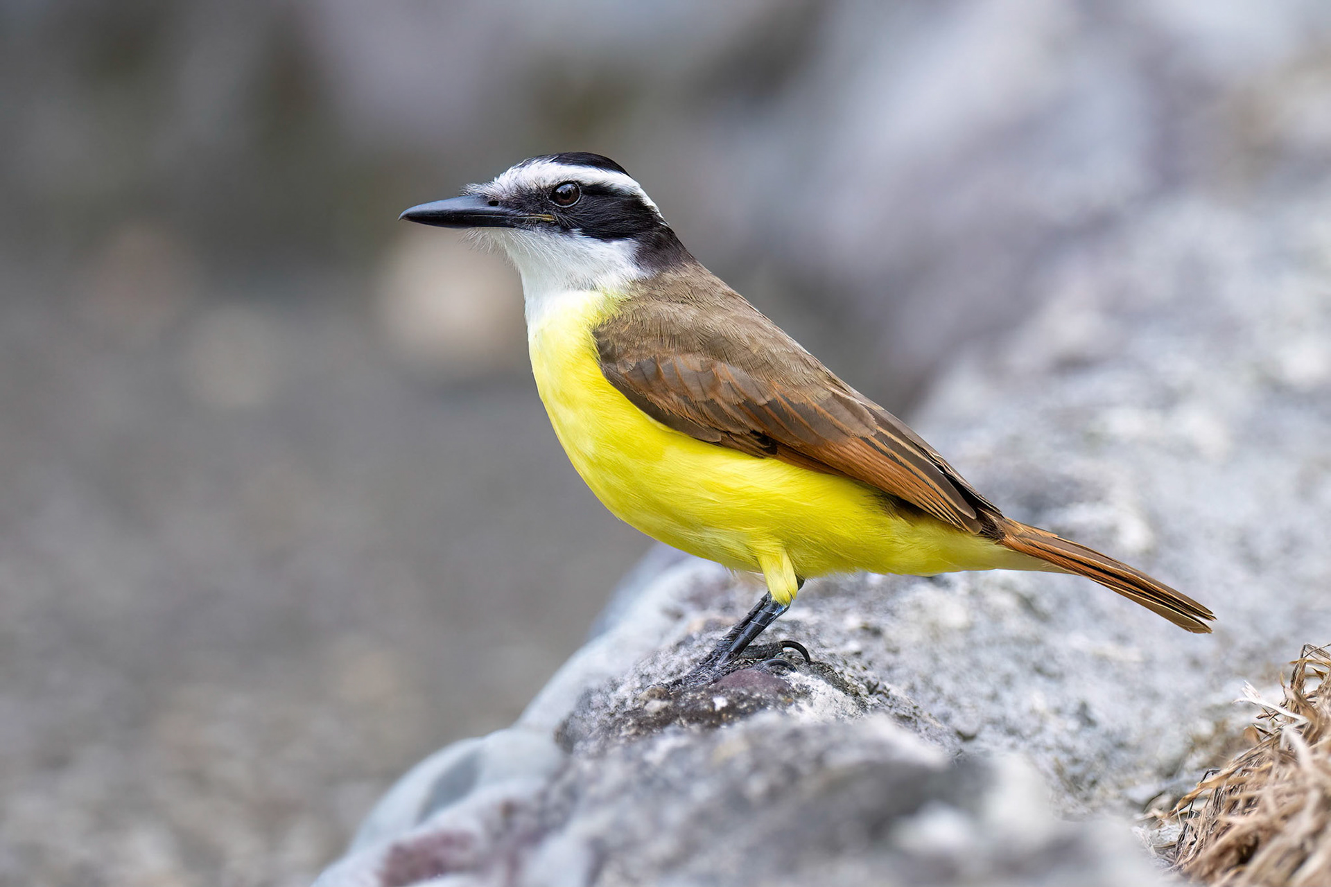 Great Kiskadee (Arenal, Costa Rica)